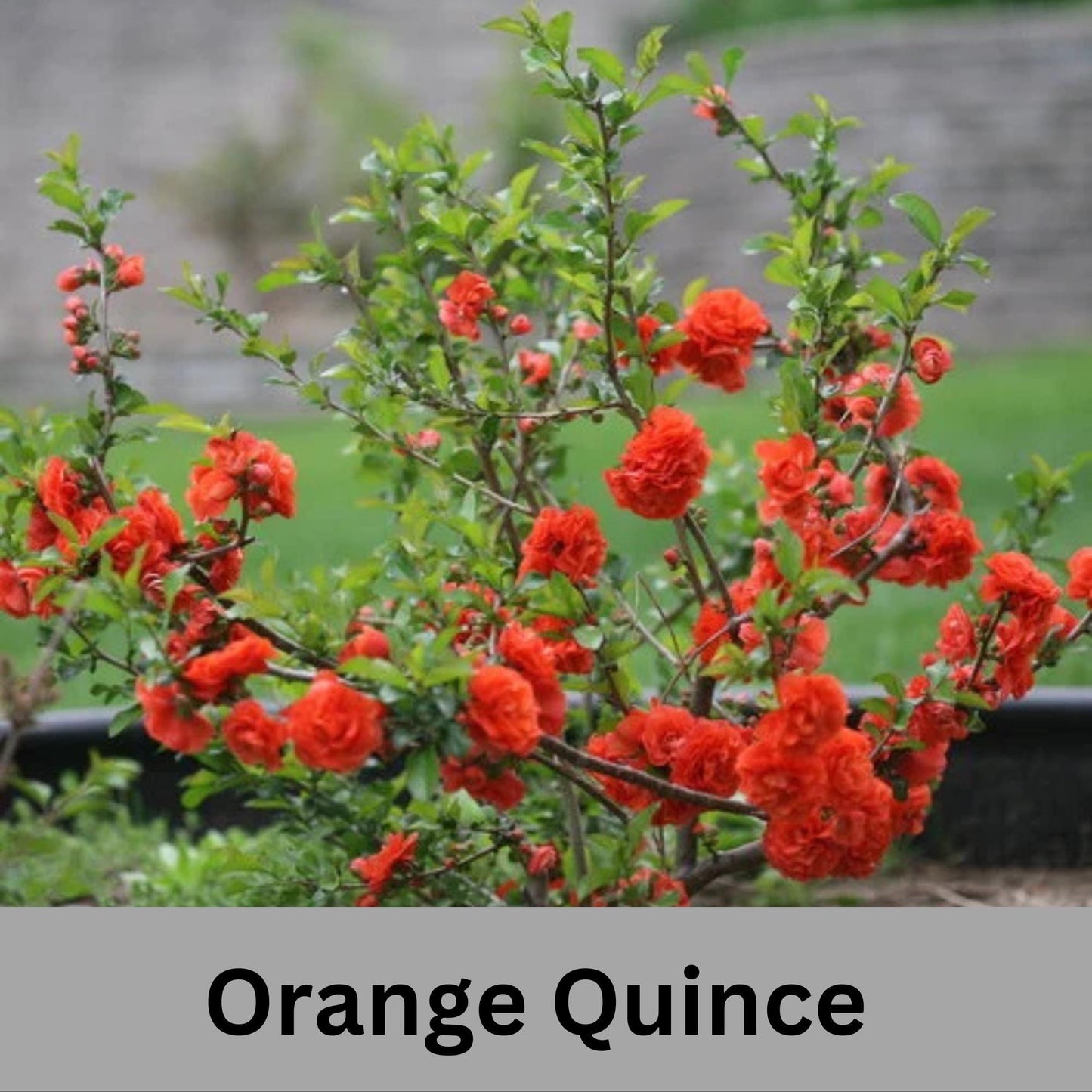 ORANGE QUINCE - 3 Gallon Size - Free Shipping!