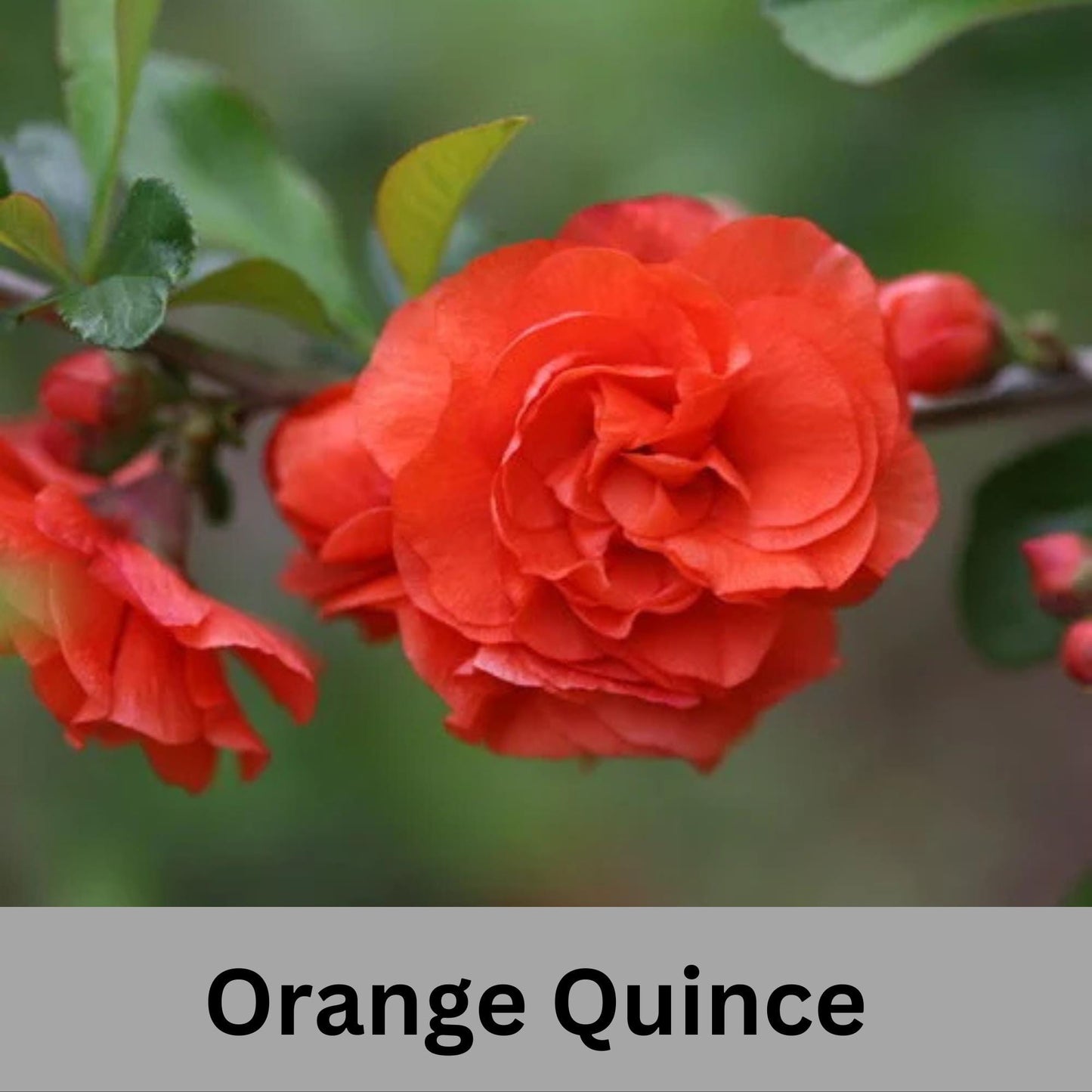 ORANGE QUINCE - 3 Gallon Size - Free Shipping!