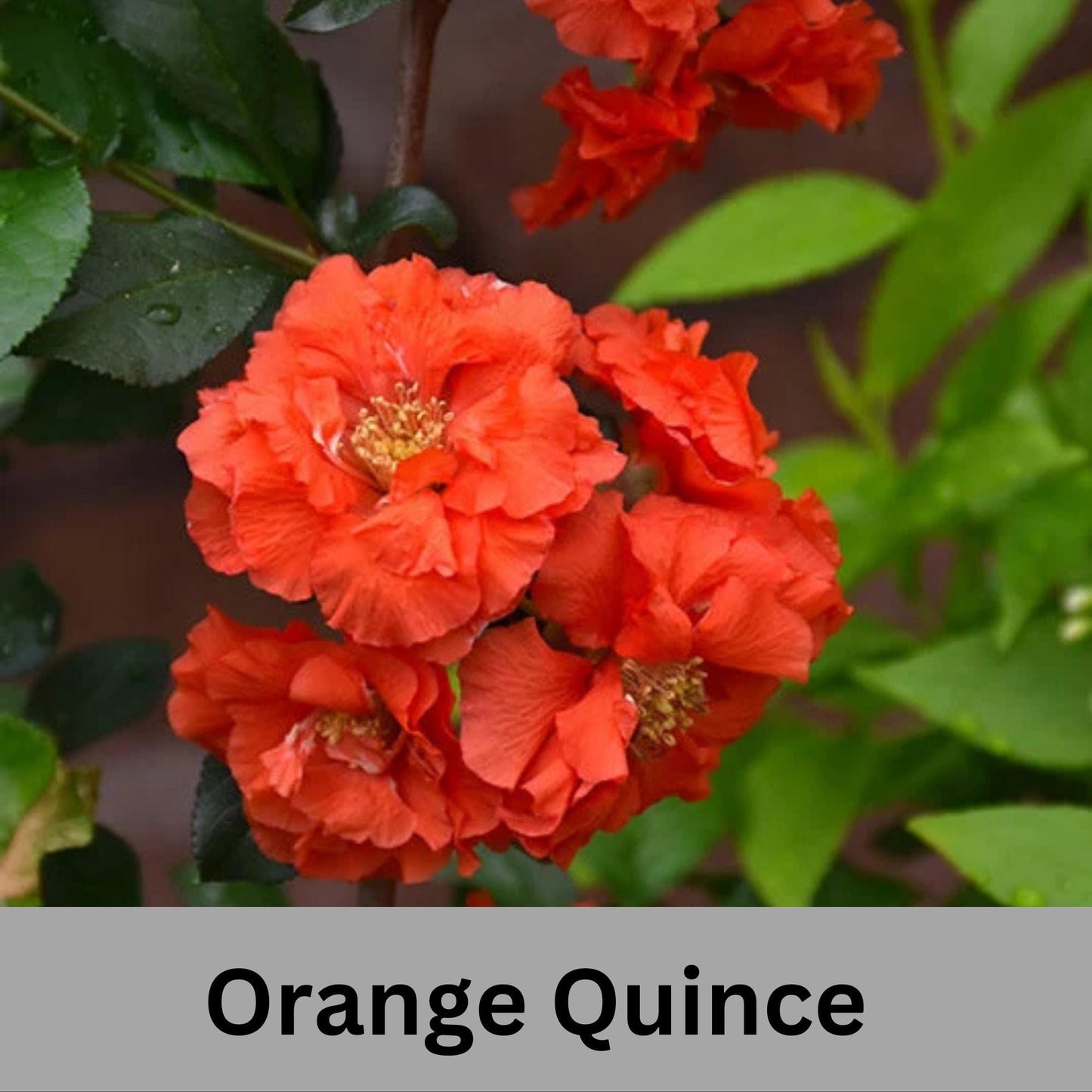 ORANGE QUINCE - 3 Gallon Size - Free Shipping!