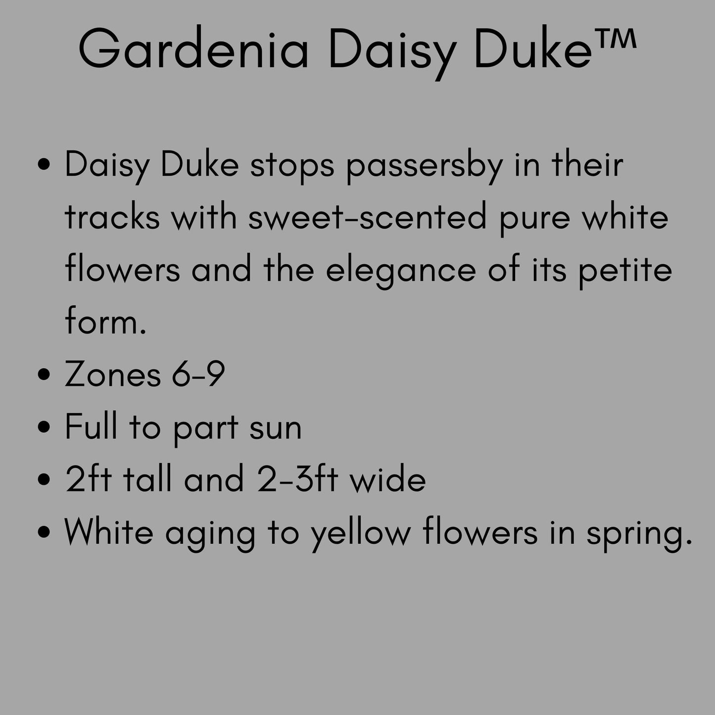 Fragrant Gardenia "Daisy Duke™" with abundant white blooms, Available in 5" container sizes with FREE SHIPPING!, Evergreen Sun Loving Shrub