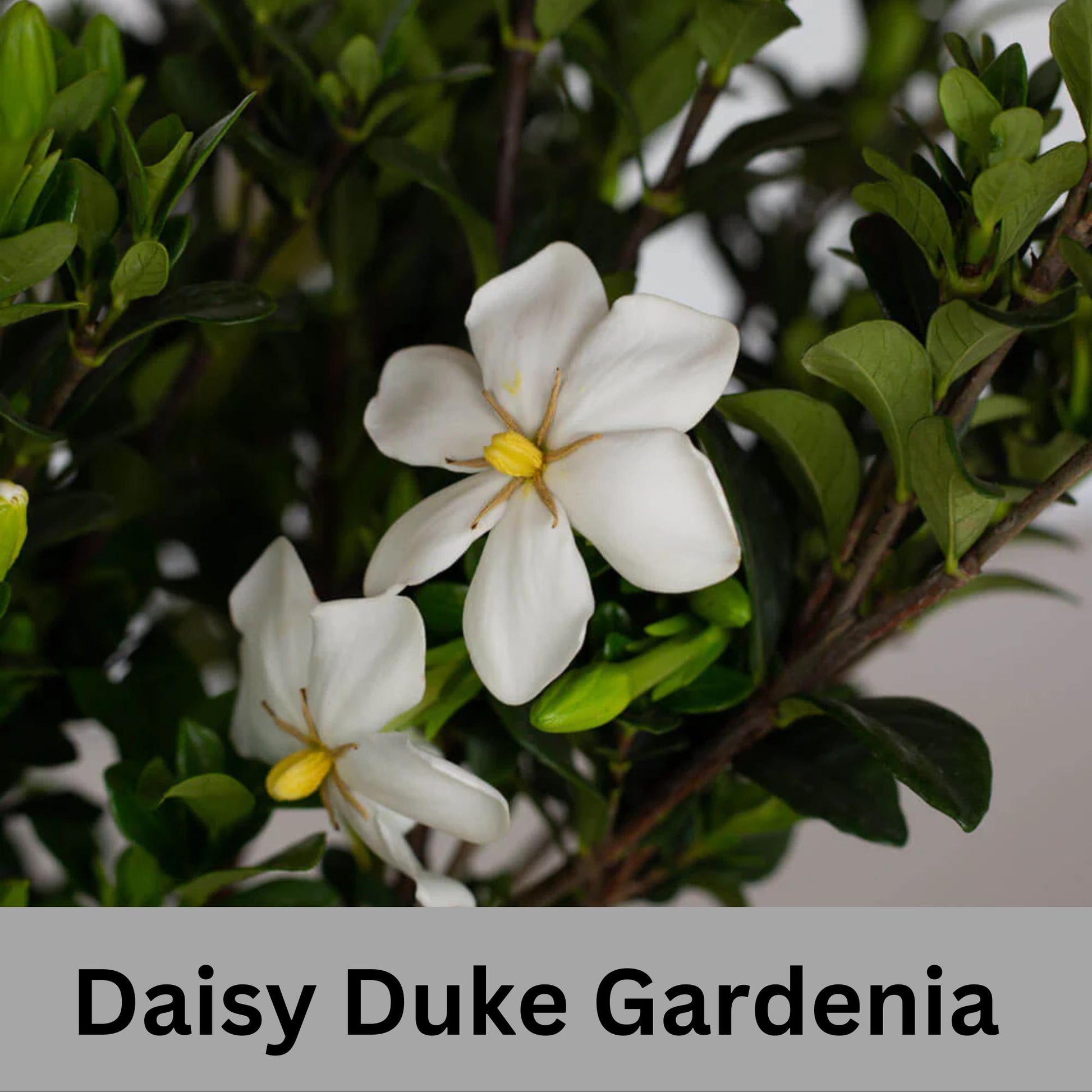 Fragrant Gardenia "Daisy Duke™" with abundant white blooms, Available in 5" container sizes with FREE SHIPPING!, Evergreen Sun Loving Shrub