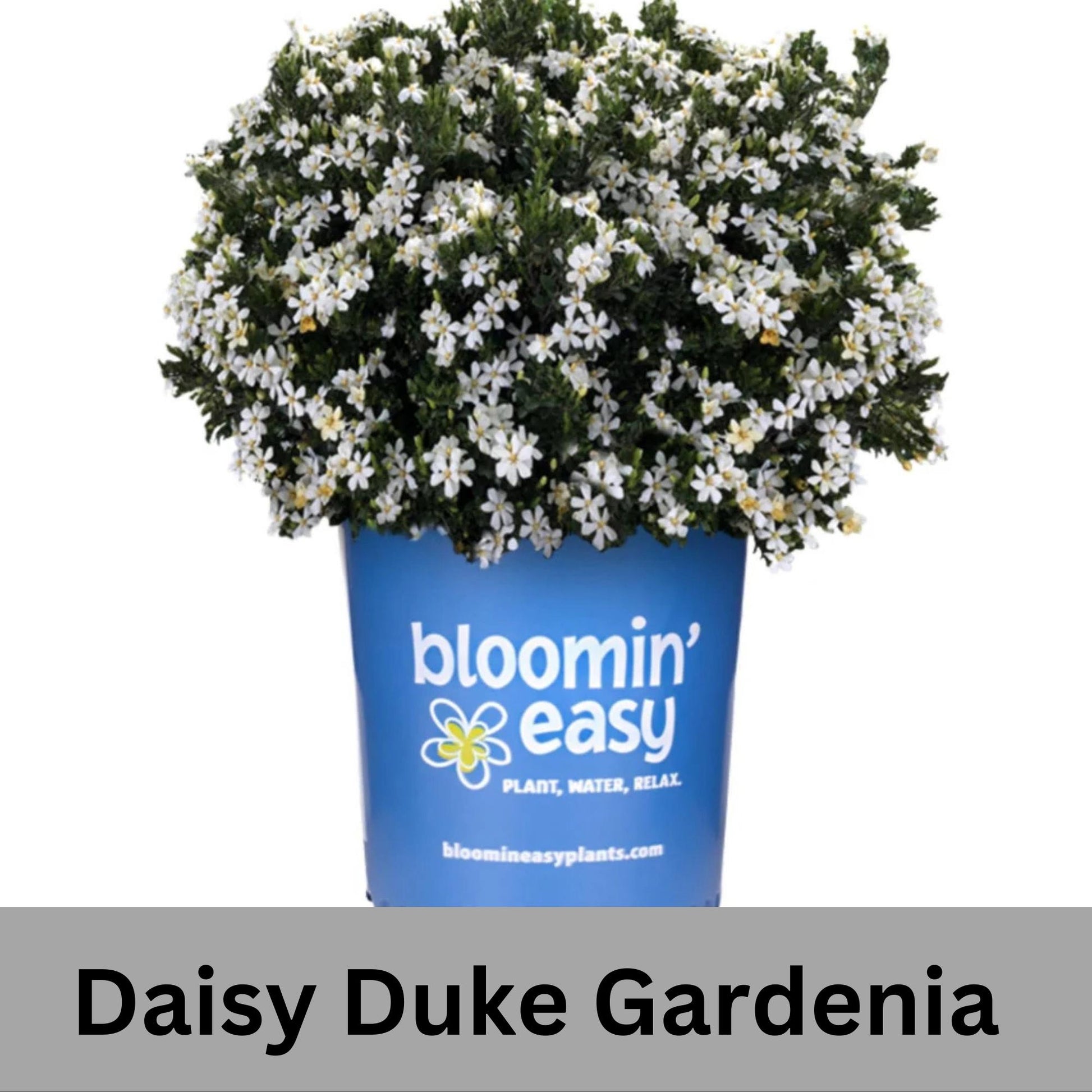 Fragrant Gardenia "Daisy Duke™" with abundant white blooms, Available in 5" container sizes with FREE SHIPPING!, Evergreen Sun Loving Shrub