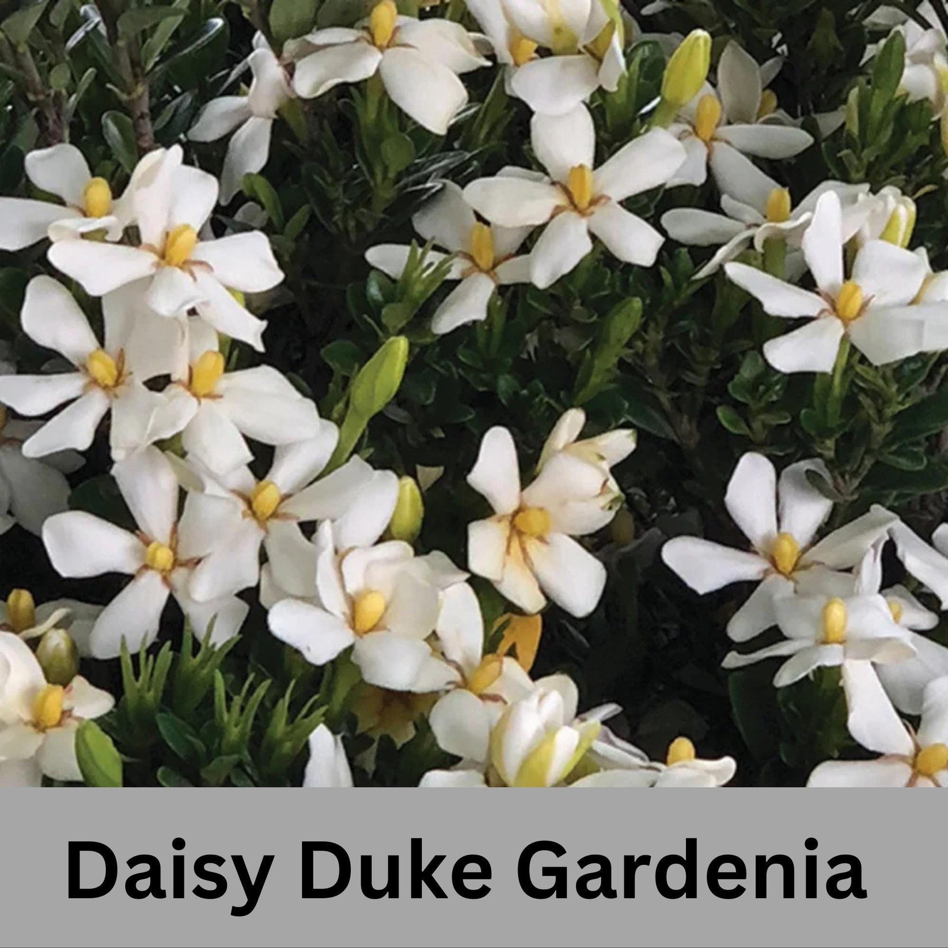 Fragrant Gardenia "Daisy Duke™" with abundant white blooms, Available in 5" container sizes with FREE SHIPPING!, Evergreen Sun Loving Shrub