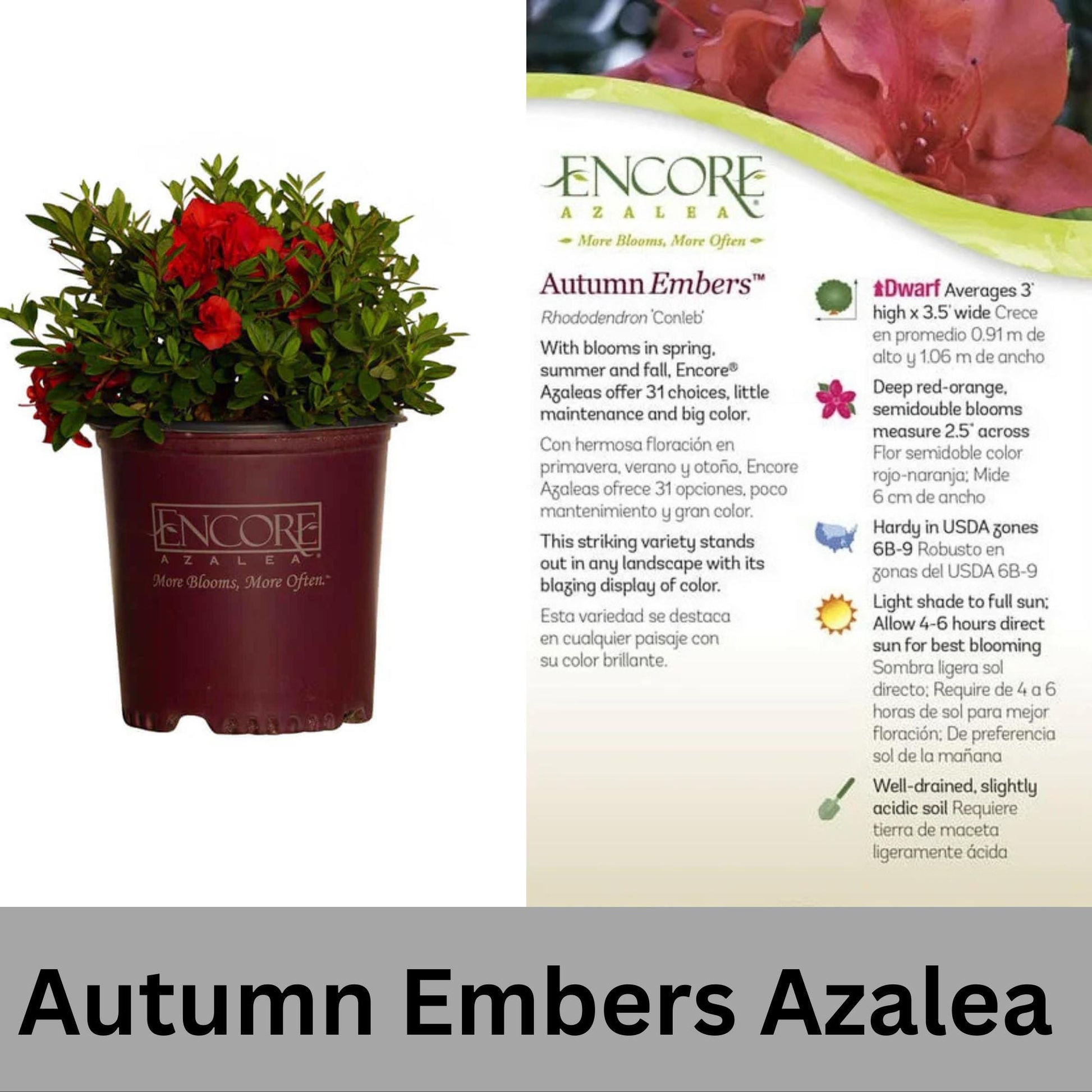 Encore Azalea 'Autumn Embers' | Available in 3 gallon sizes and offers spring and fall color with its clusters of red flowers. | Evergreen