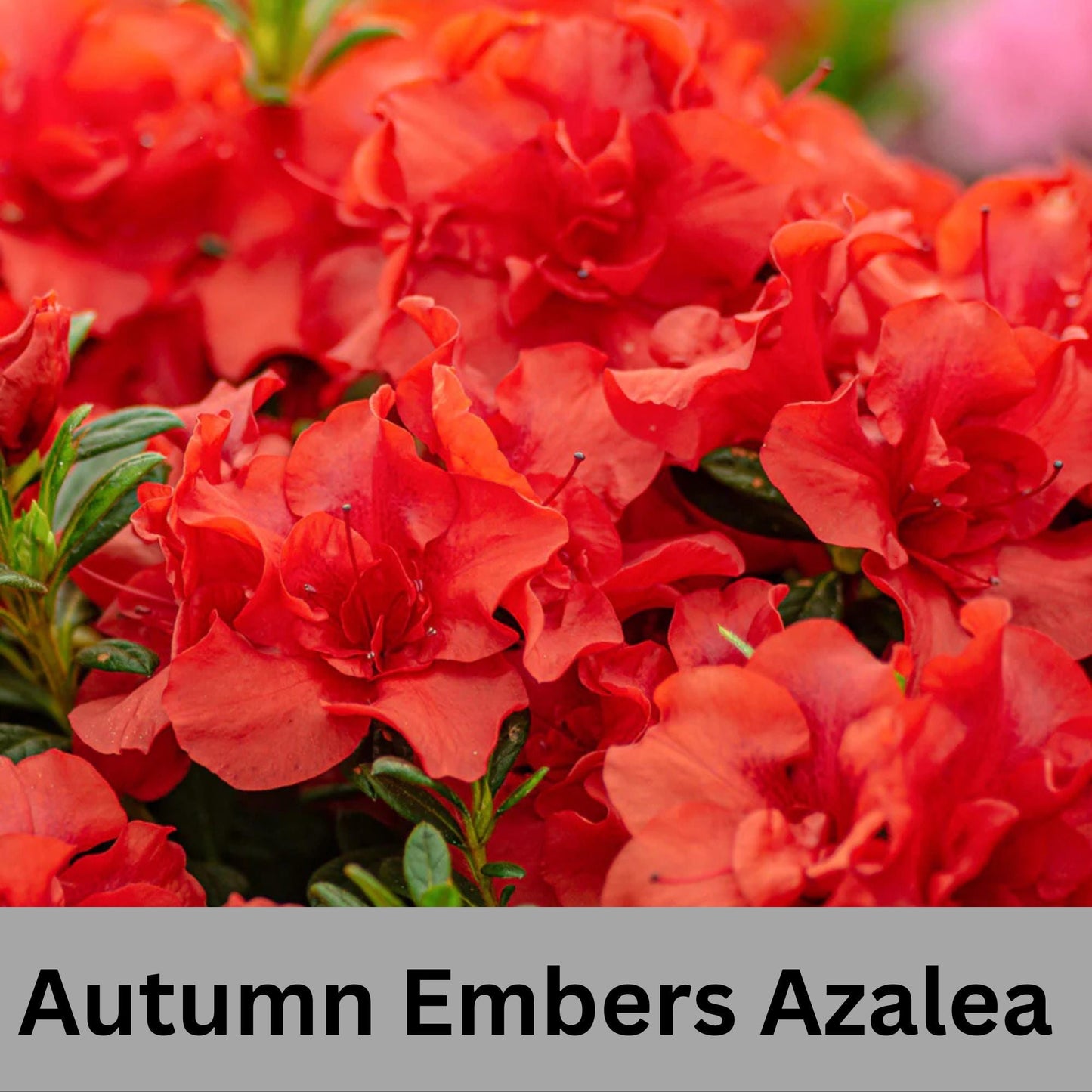 Encore Azalea 'Autumn Embers' | Available in 3 gallon sizes and offers spring and fall color with its clusters of red flowers. | Evergreen