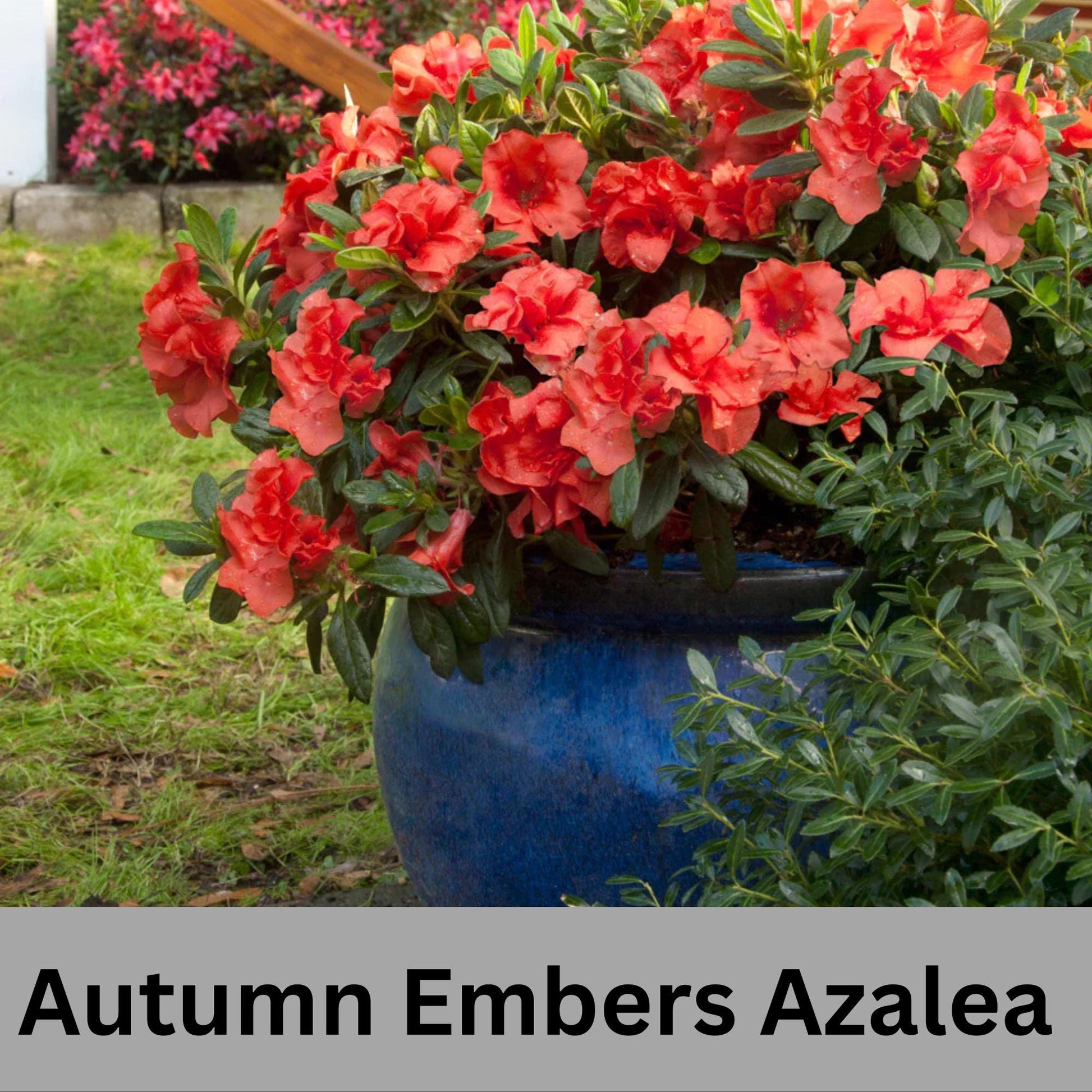 Encore Azalea 'Autumn Embers' | Available in 3 gallon sizes and offers spring and fall color with its clusters of red flowers. | Evergreen