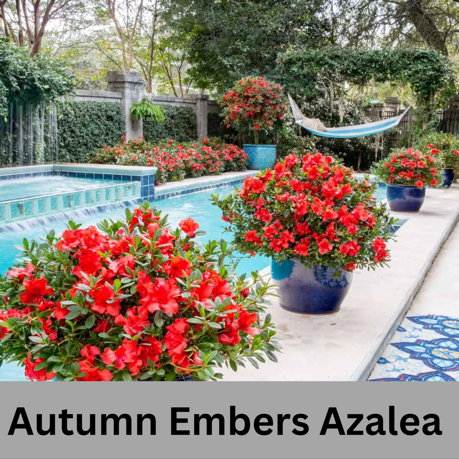 Encore Azalea 'Autumn Embers' | Available in 3 gallon sizes and offers spring and fall color with its clusters of red flowers. | Evergreen