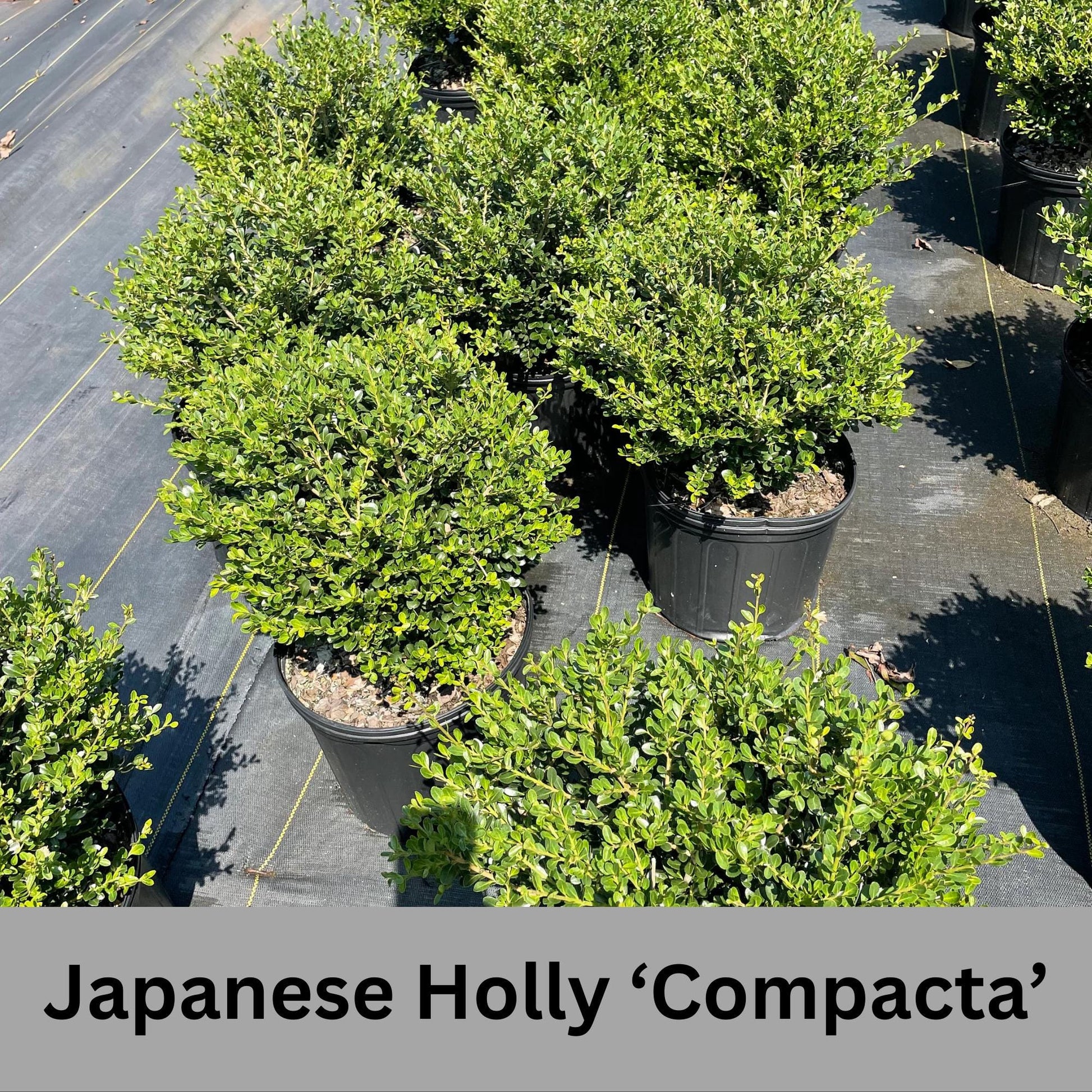 Japanese Holly 'Compacta'- Free Shipping for 1 Gallon Plants, Evergreen Boxwood, Topiary Shrub, Container Plants, Garden Gift, Hedges