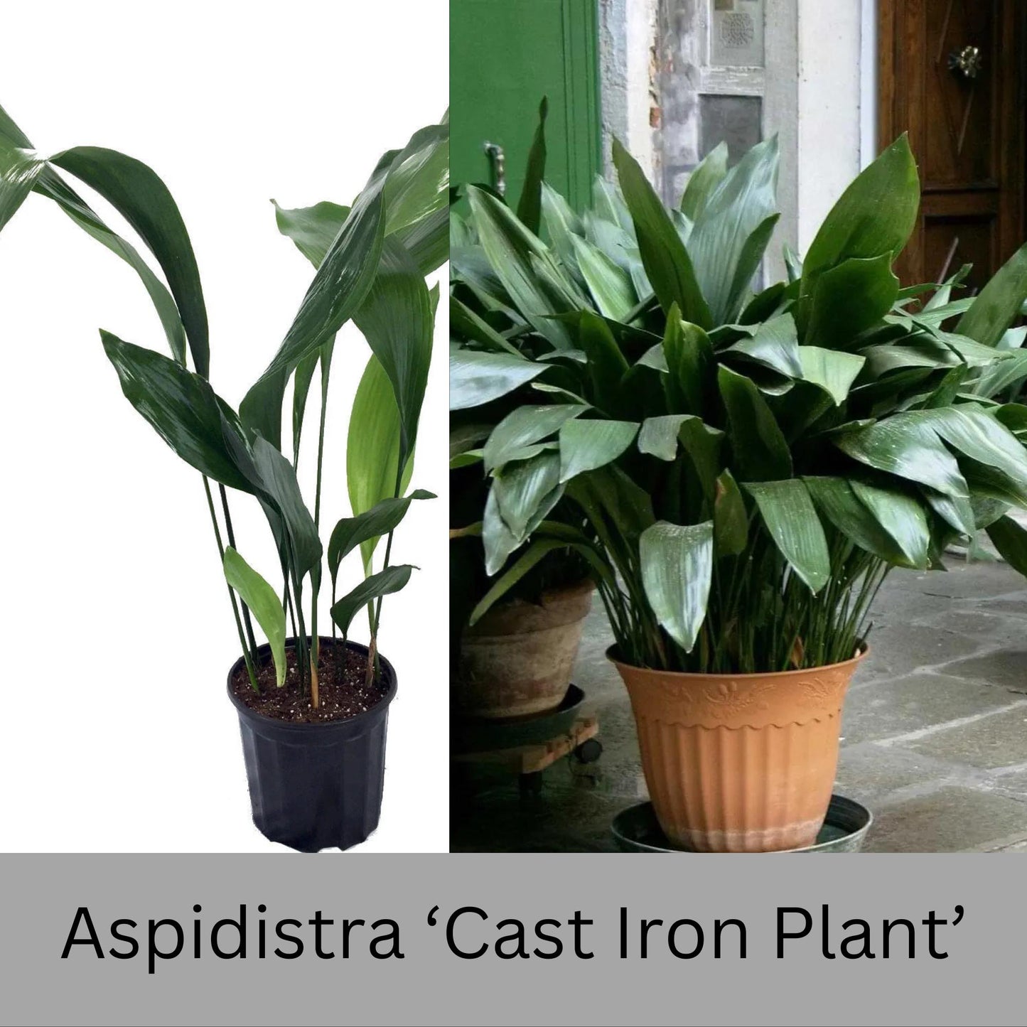 Cast Iron Plant | Aspidistra elatior | 3 Gallon Size Cast Iron Plant | House plant | Easy to Grow Shade Perennial | Evergreen