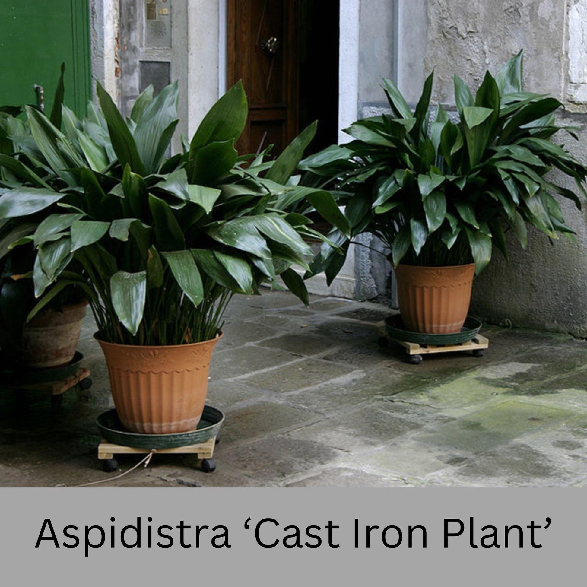 Cast Iron Plant | Aspidistra elatior | 3 Gallon Size Cast Iron Plant | House plant | Easy to Grow Shade Perennial | Evergreen