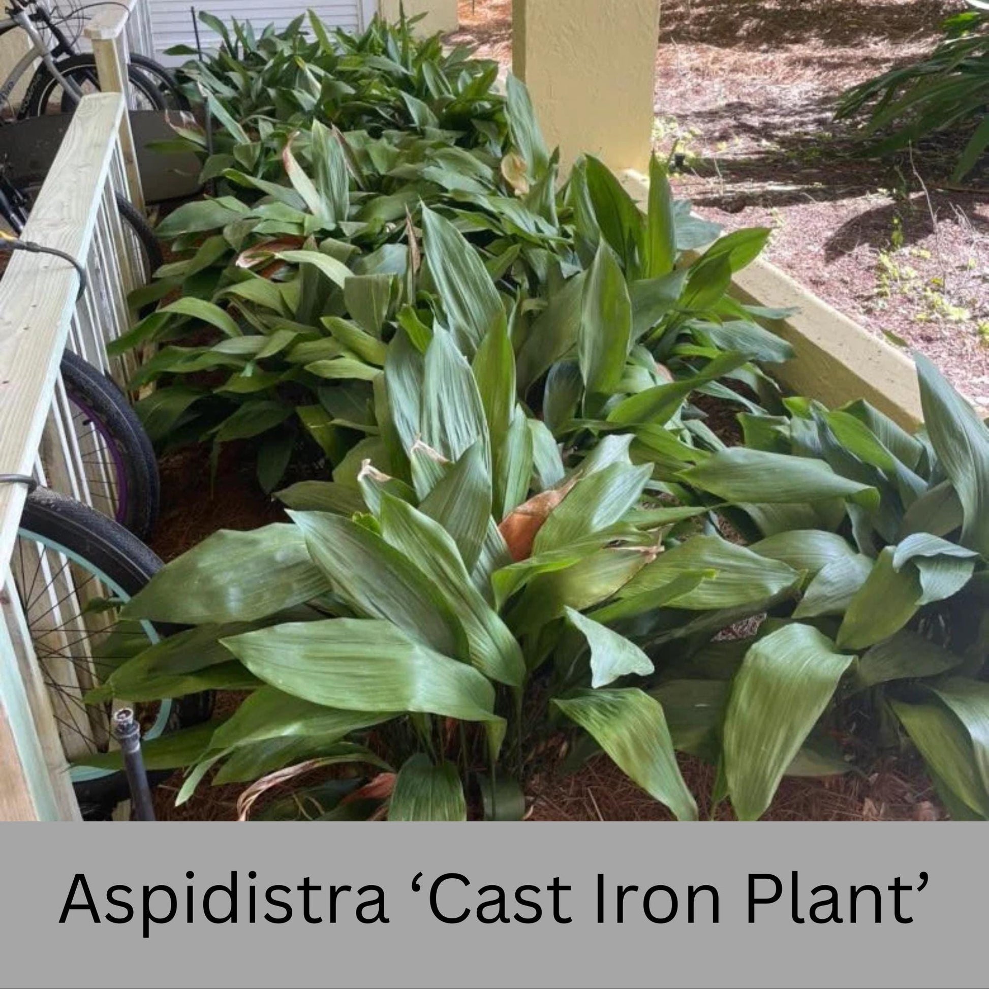 Cast Iron Plant | Aspidistra elatior | 3 Gallon Size Cast Iron Plant | House plant | Easy to Grow Shade Perennial | Evergreen