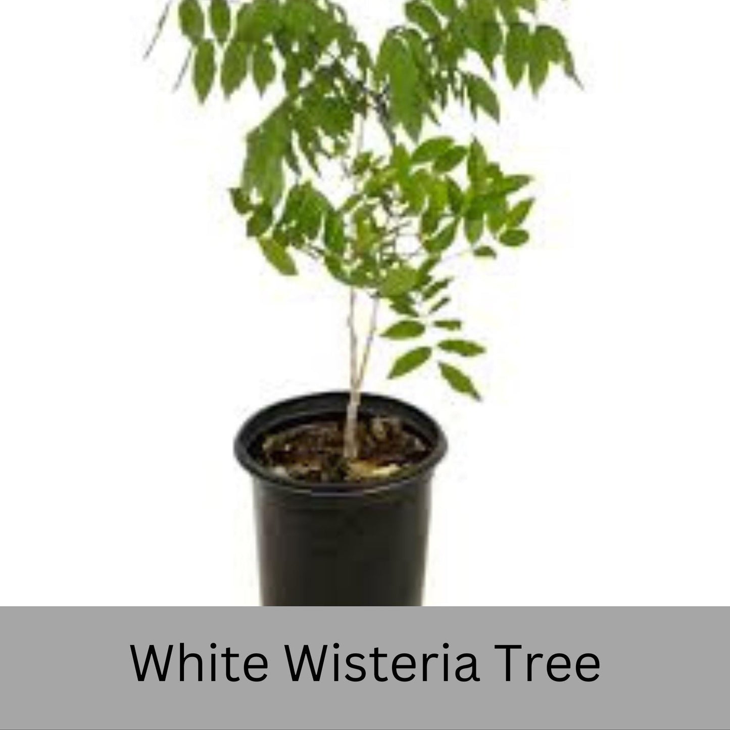 Fragrant White Wisteria Tree | 1 Gallon Size Pots | Free Shipping - Fast Growing Plant, Easy to Grow!