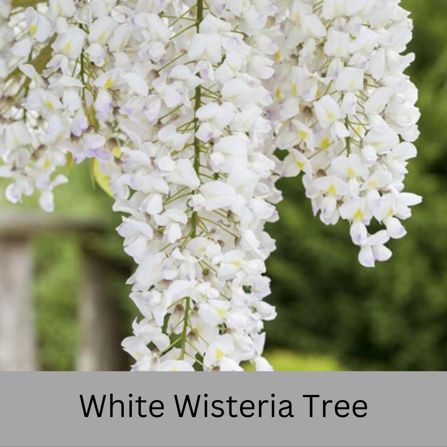 Fragrant White Wisteria Tree | 1 Gallon Size Pots | Free Shipping - Fast Growing Plant, Easy to Grow!