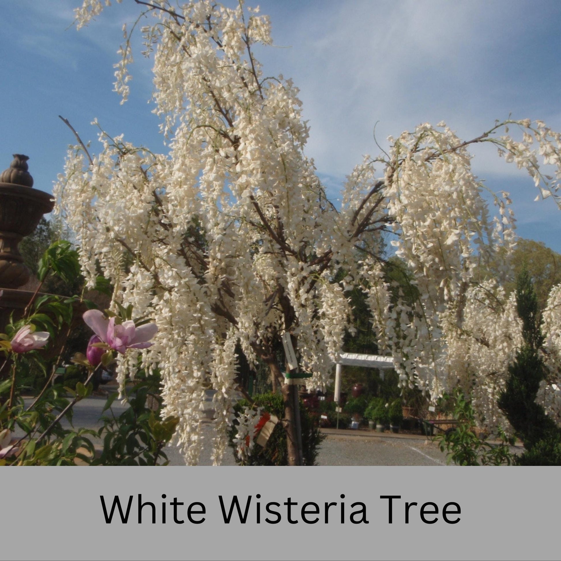 Fragrant White Wisteria Tree | 1 Gallon Size Pots | Free Shipping - Fast Growing Plant, Easy to Grow!