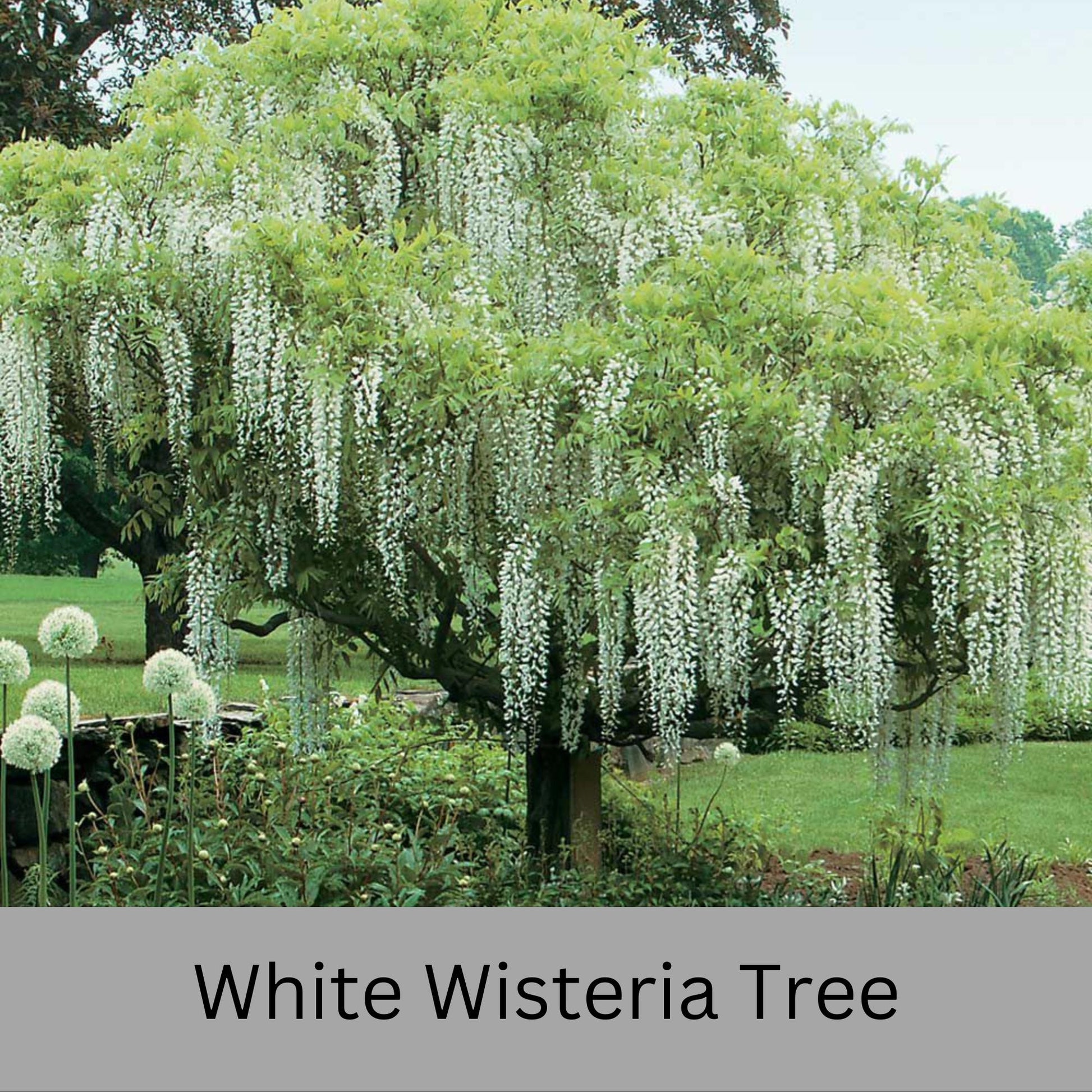 Fragrant White Wisteria Tree | 1 Gallon Size Pots | Free Shipping - Fast Growing Plant, Easy to Grow!