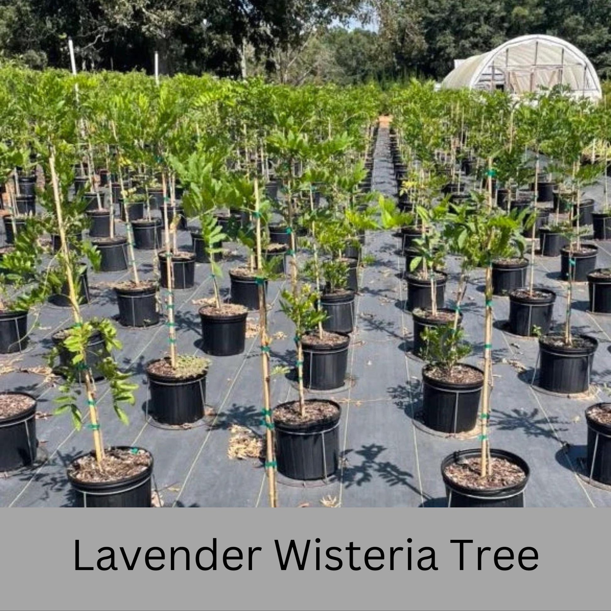 Lavender WISTERIA TREE - Lavender Blue Flowers - 3 Sizes To Choose From!