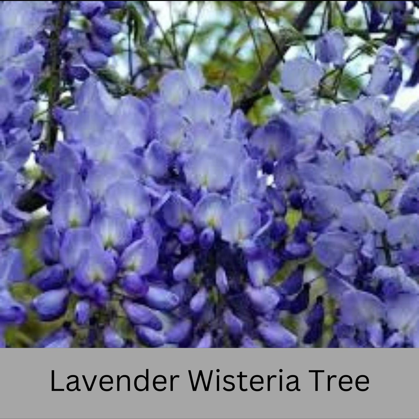 Lavender WISTERIA TREE - Lavender Blue Flowers - 3 Sizes To Choose From!