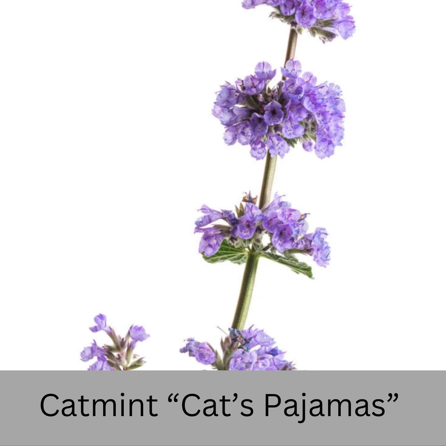 Catmint Cat's Pajamas, 1 Quart Size Plants, easy to grow, house plants, plant lover Gift, Gift for Mom, gift for her garden, Gift for Dad