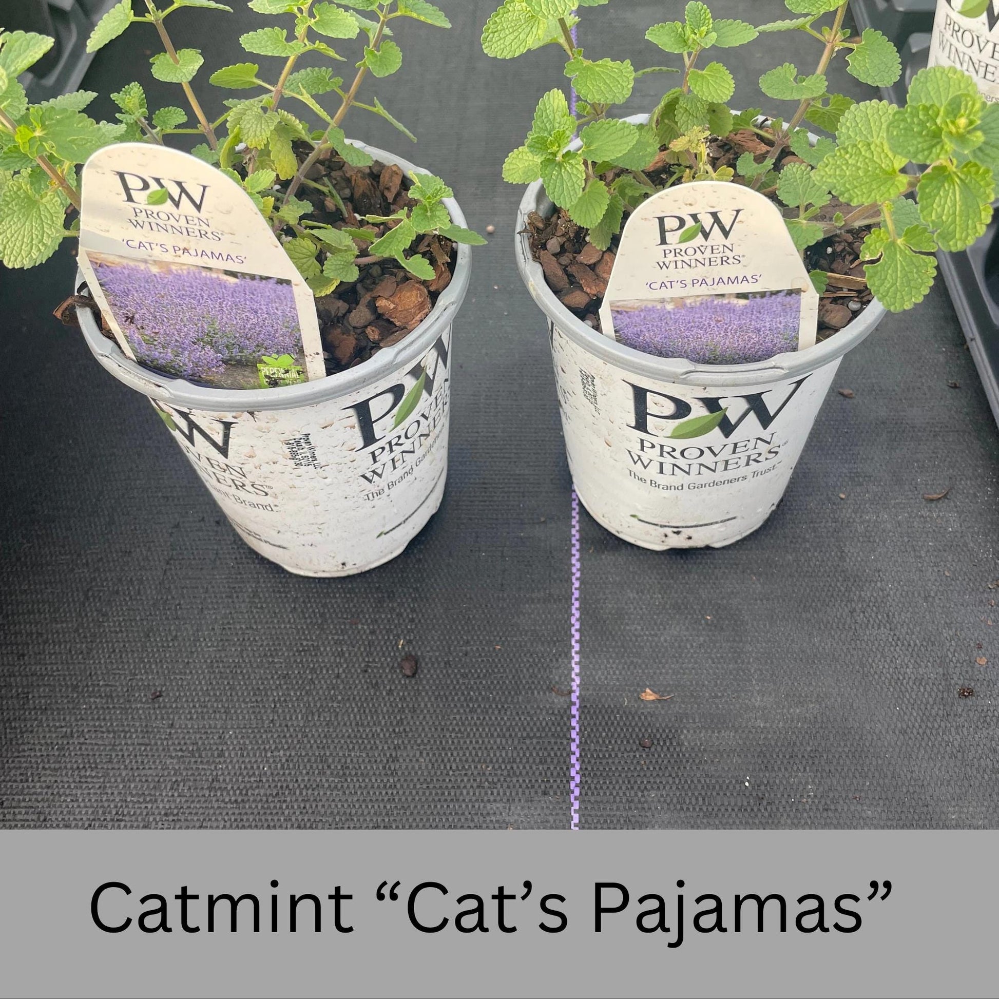 Catmint Cat's Pajamas, 1 Quart Size Plants, easy to grow, house plants, plant lover Gift, Gift for Mom, gift for her garden, Gift for Dad