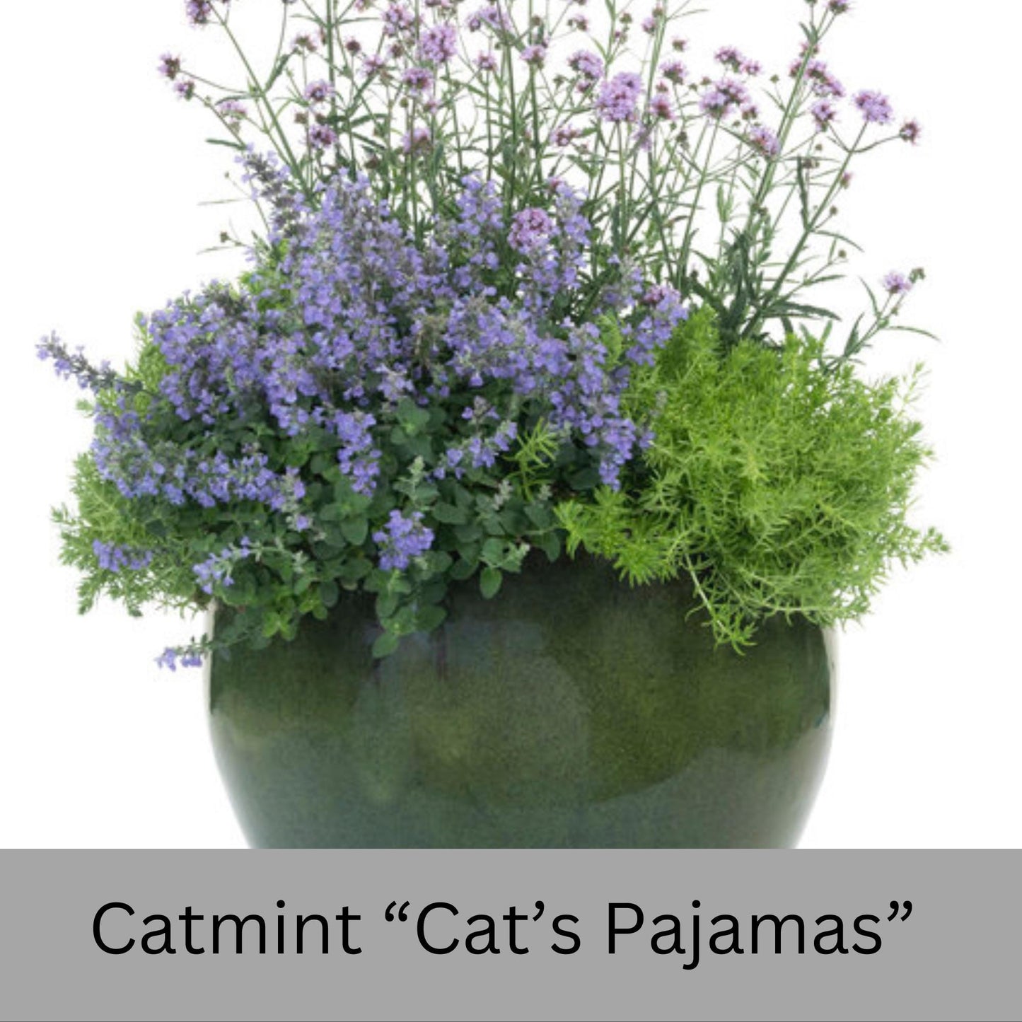 Catmint Cat's Pajamas, 1 Quart Size Plants, easy to grow, house plants, plant lover Gift, Gift for Mom, gift for her garden, Gift for Dad