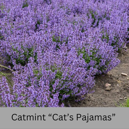 Catmint Cat's Pajamas, 1 Quart Size Plants, easy to grow, house plants, plant lover Gift, Gift for Mom, gift for her garden, Gift for Dad