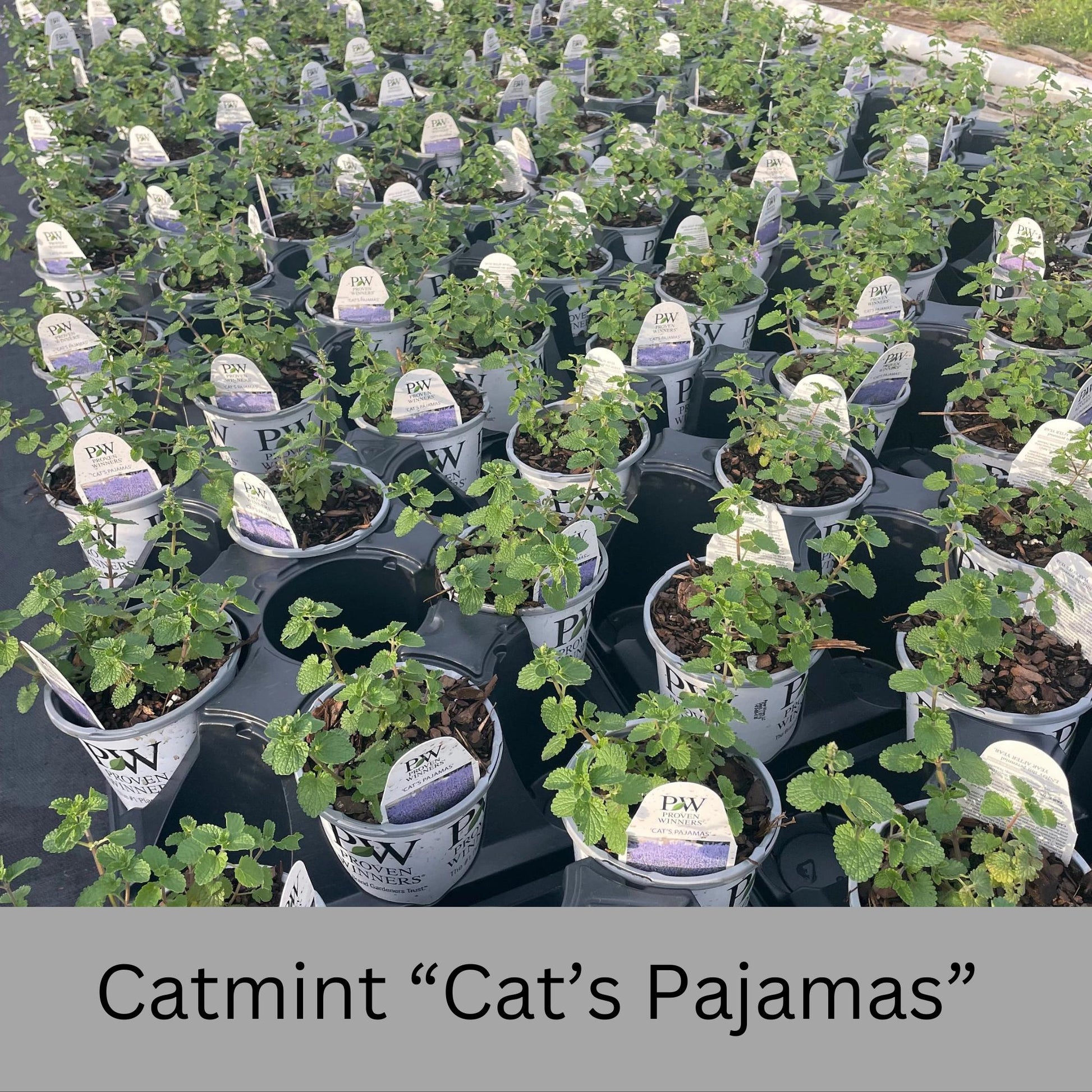 Catmint Cat's Pajamas, 1 Quart Size Plants, easy to grow, house plants, plant lover Gift, Gift for Mom, gift for her garden, Gift for Dad