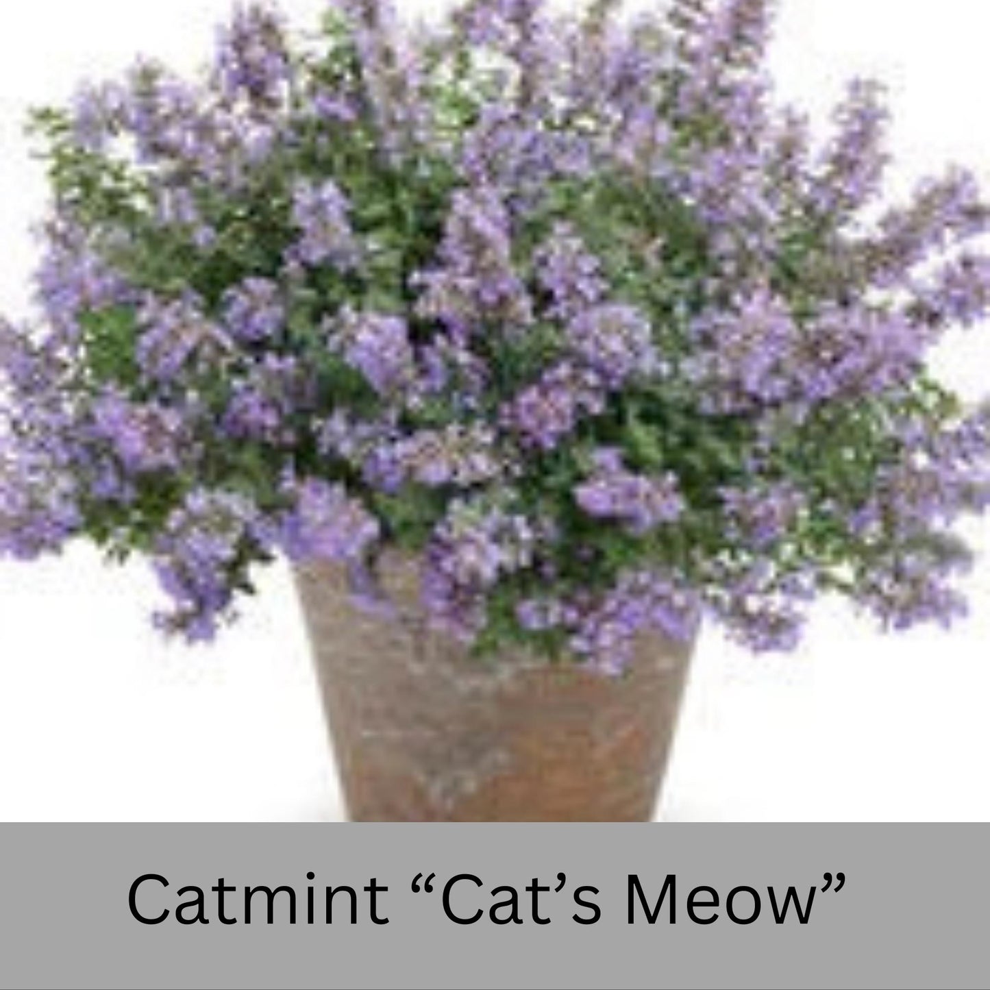 Catmint "Cats Meow" 1 Quart Size Plants, easy to grow, plant lover Gift, house plants, Gift for Mom, gift for her garden, rare plant species