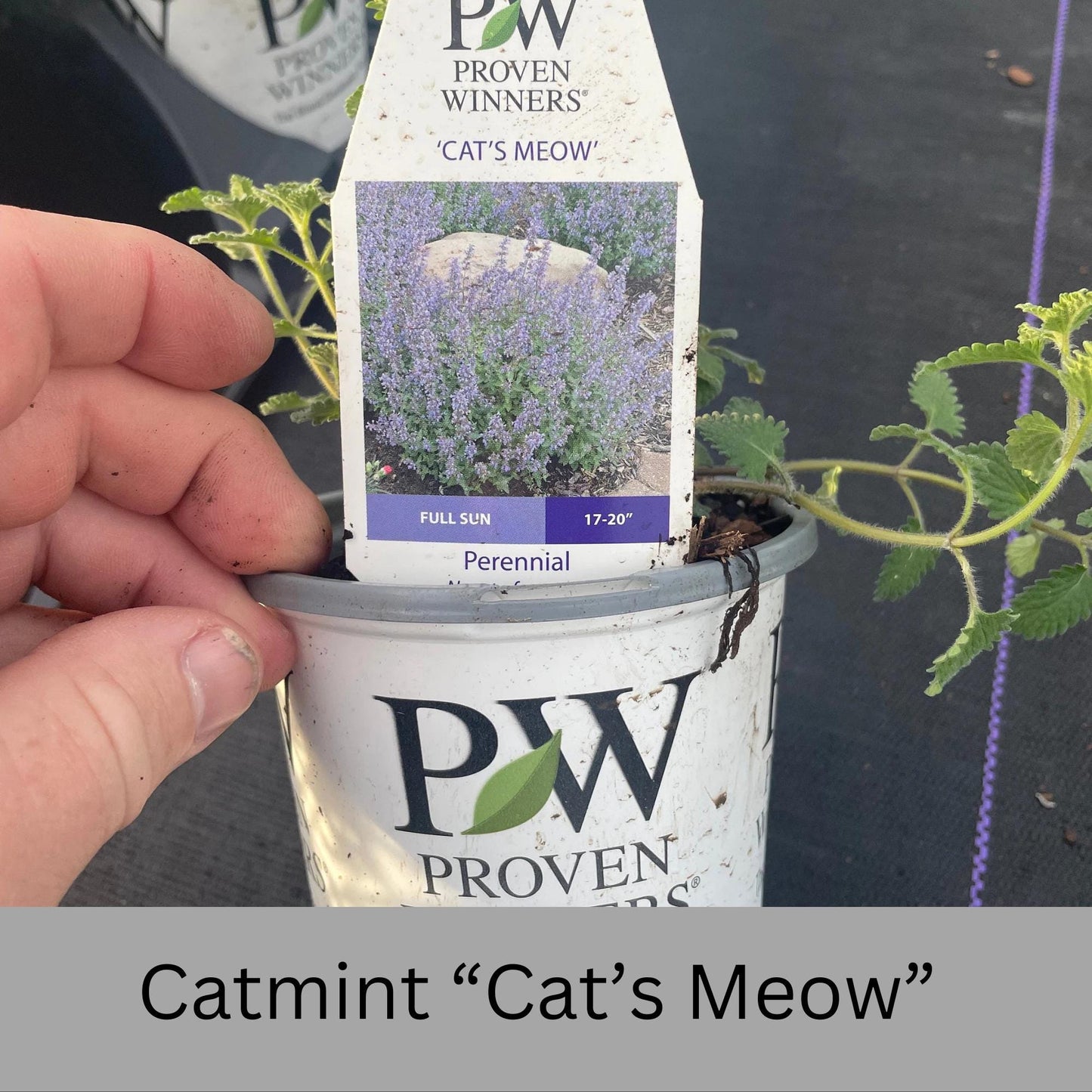 Catmint "Cats Meow" 1 Quart Size Plants, easy to grow, plant lover Gift, house plants, Gift for Mom, gift for her garden, rare plant species