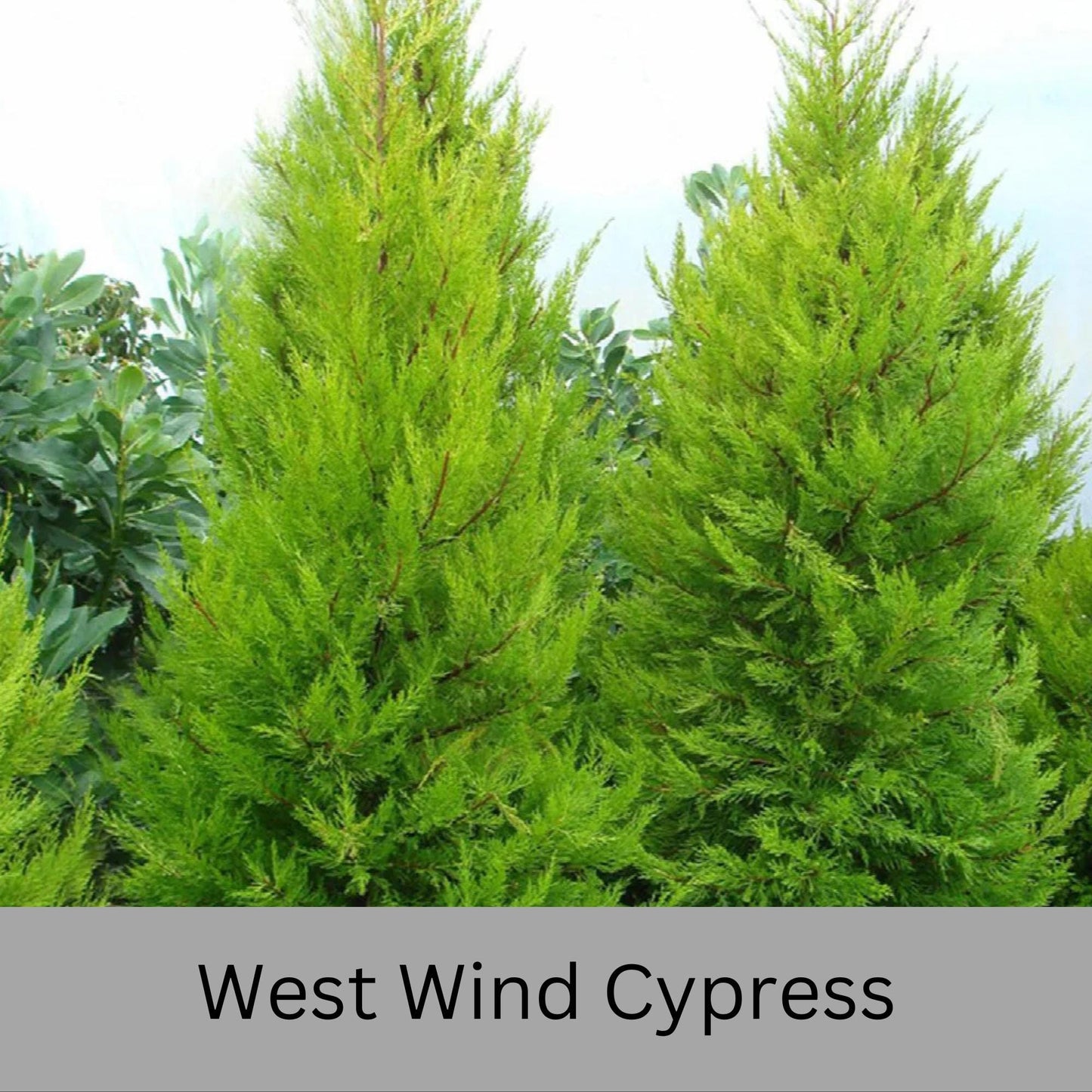 WEST WIND Leyland Cypress | Yellow Evergreen Hedge | 4 plants included with every order! | Fast Growing Trees