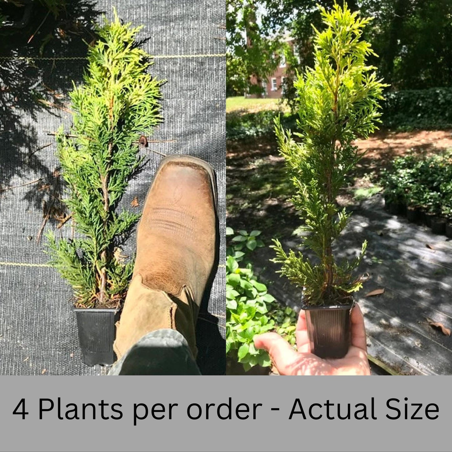 WEST WIND Leyland Cypress | Yellow Evergreen Hedge | 4 plants included with every order! | Fast Growing Trees