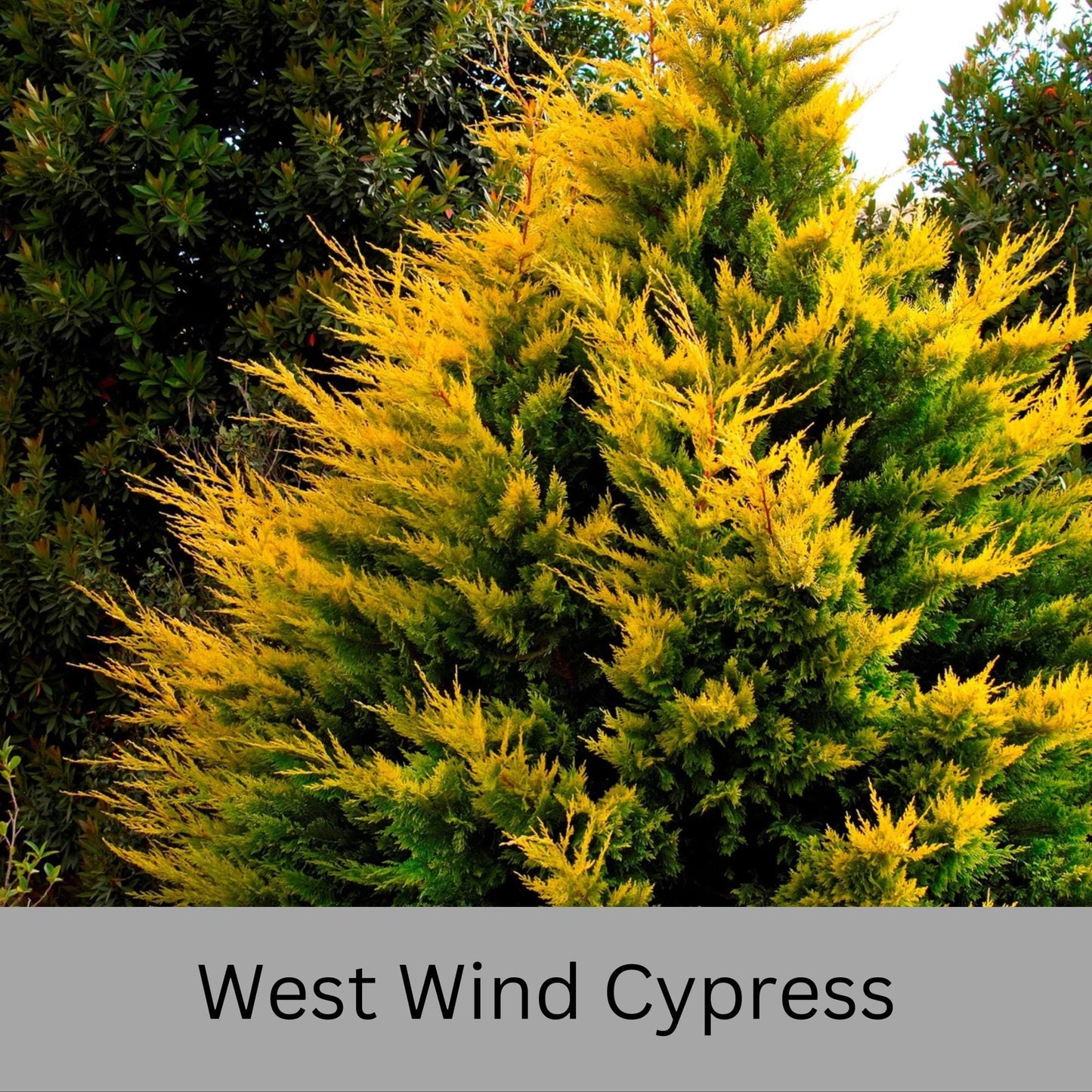 WEST WIND Leyland Cypress | Yellow Evergreen Hedge | 4 plants included with every order! | Fast Growing Trees