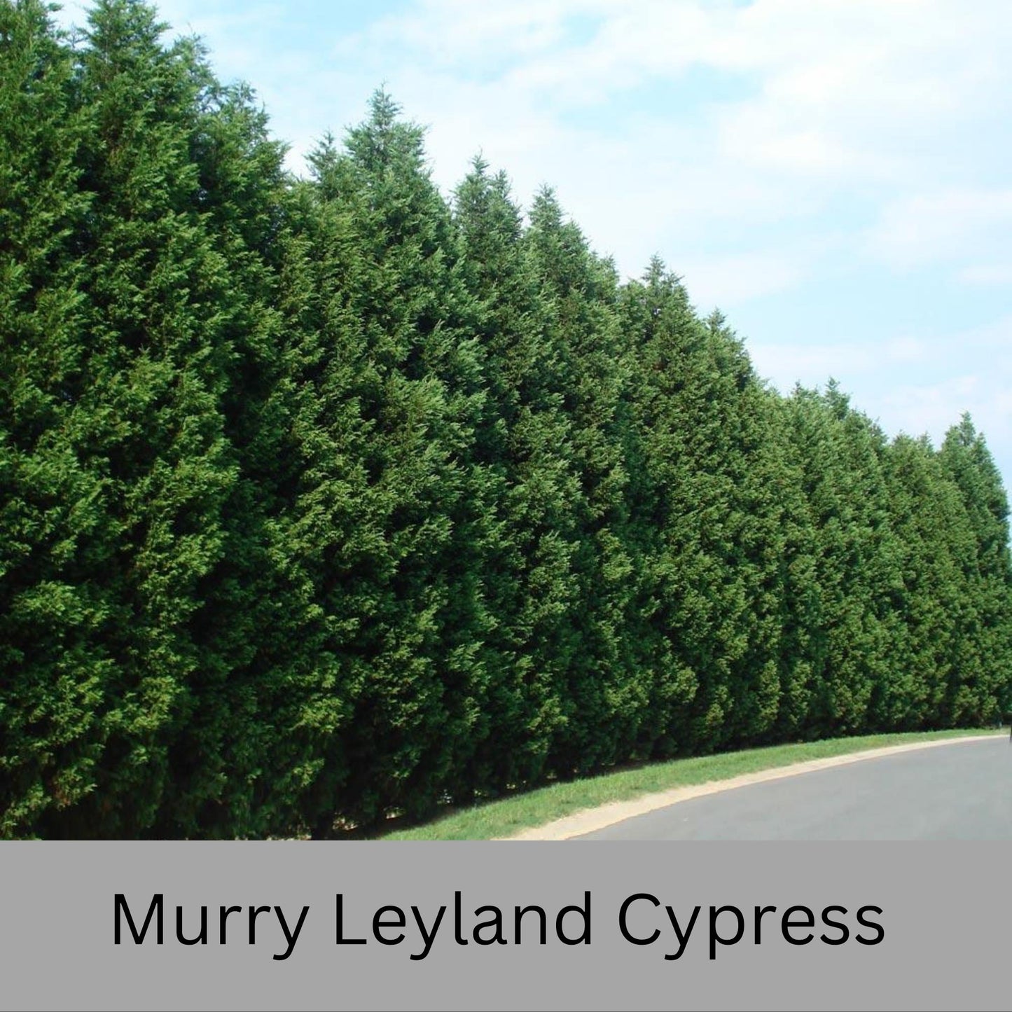 Murry Leyland CYPRESS- Privacy Hedge Tree - Three Different Sizes to Choose - Free Shipping!