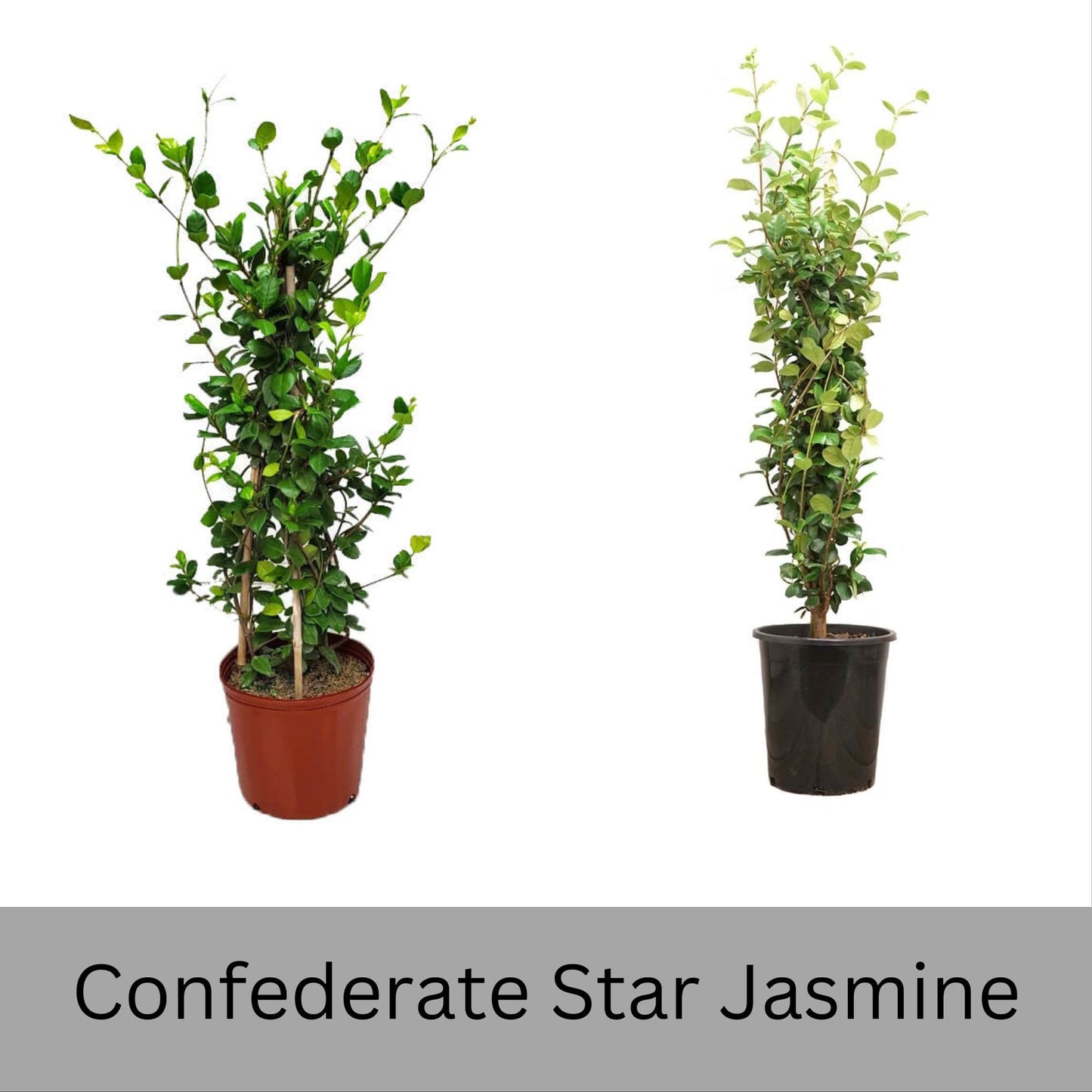 Confederate Star Jasmine | Fragrant Yellow White Flowers | Evergreen Vine Trellis | 1 Quart Size Containers | Fast and East to Grow!