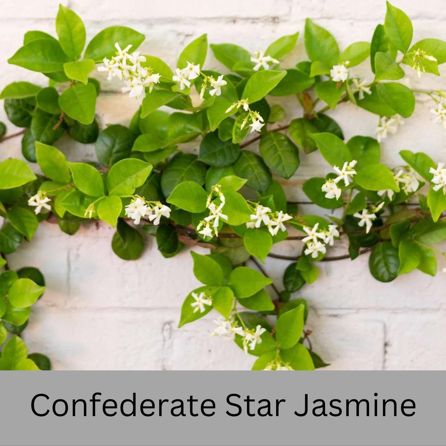 Confederate Star Jasmine | Fragrant Yellow White Flowers | Evergreen Vine Trellis | 1 Quart Size Containers | Fast and East to Grow!