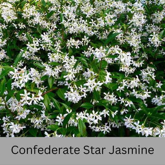 Confederate Star Jasmine | Fragrant Yellow White Flowers | Evergreen Vine Trellis | 1 Quart Size Containers | Fast and East to Grow!