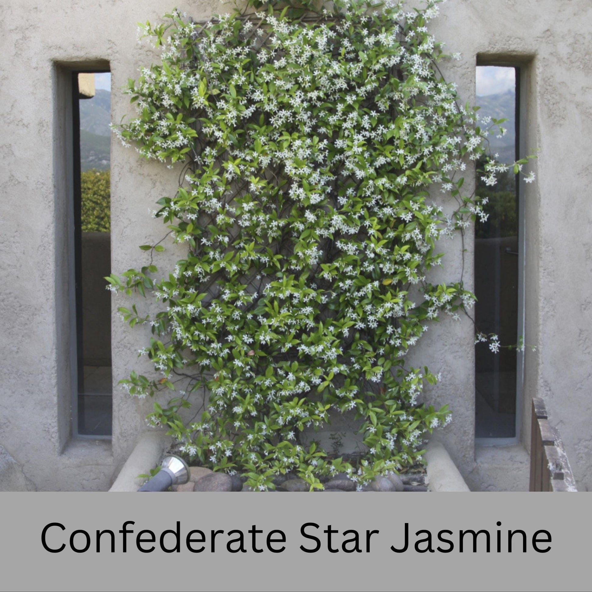 Confederate Star Jasmine | Fragrant Yellow White Flowers | Evergreen Vine Trellis | 1 Quart Size Containers | Fast and East to Grow!