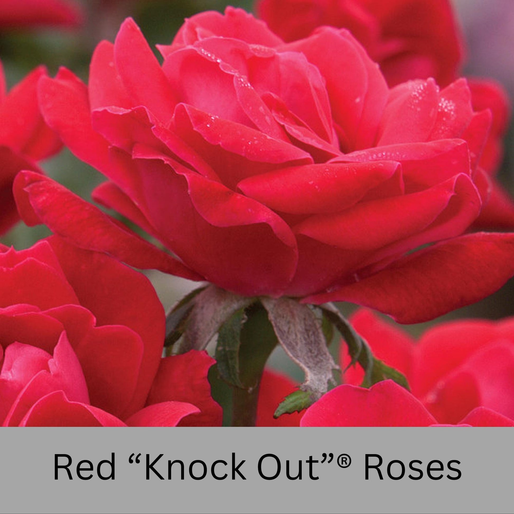 Cherry Red "Knock Out"® Roses | Disease Resistant | Free Shipping | Quart Size Containers | Blooms Spring to Fall! | Tons of Blooms!