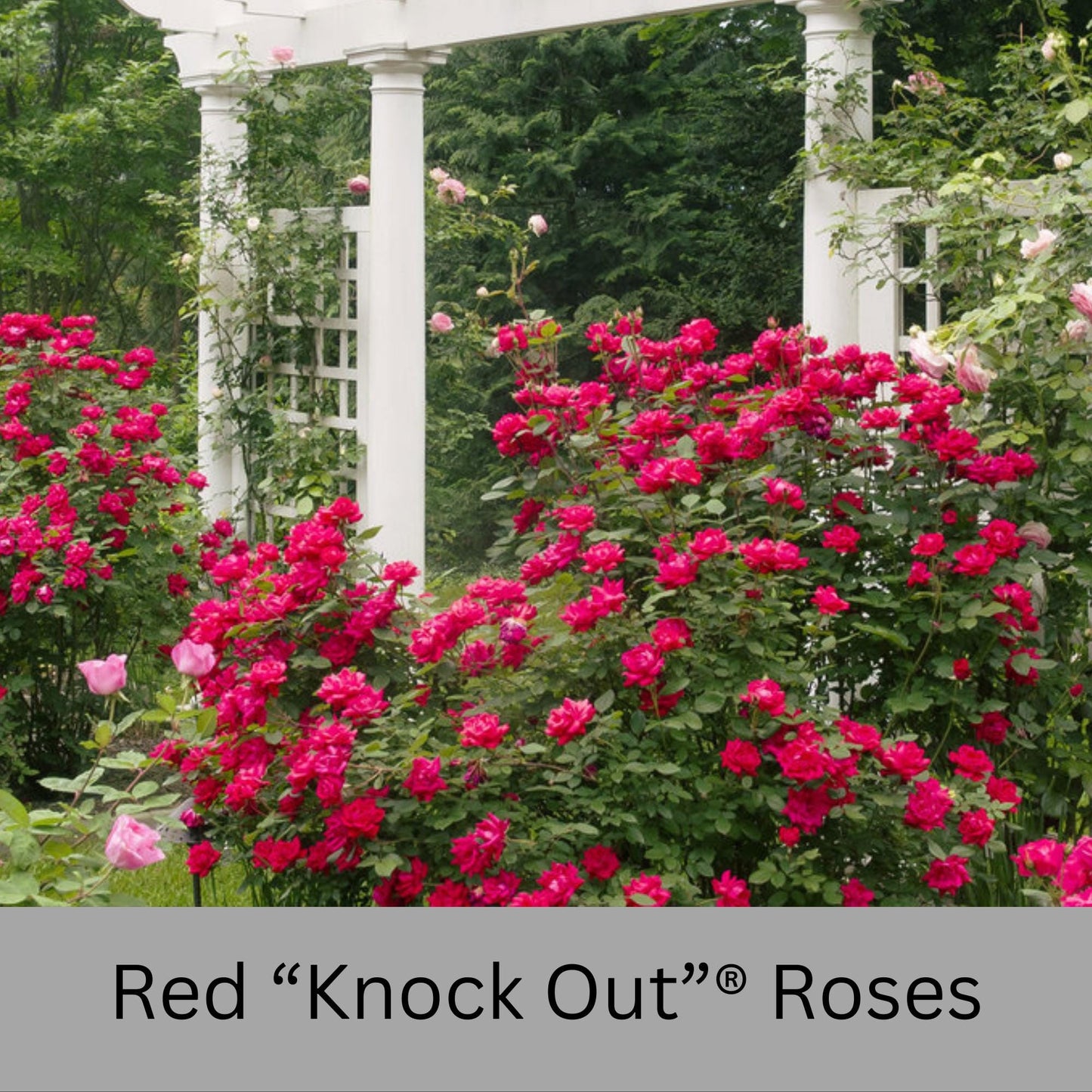 Cherry Red "Knock Out"® Roses | Disease Resistant | Free Shipping | Quart Size Containers | Blooms Spring to Fall! | Tons of Blooms!