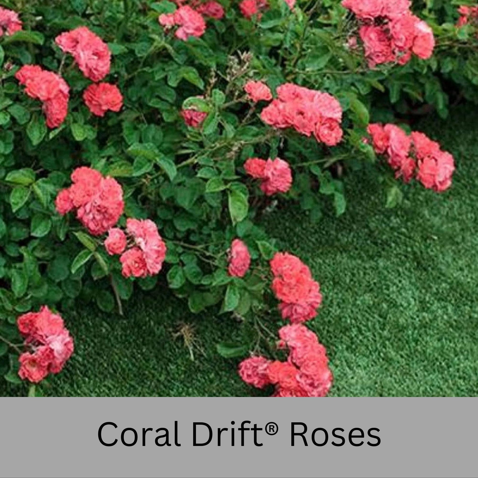 Coral DRIFT® ROSES | Groundcover Creeping Roses | Quart Sizes | Sun Loving Fast Growing and Disease Resistant Roses