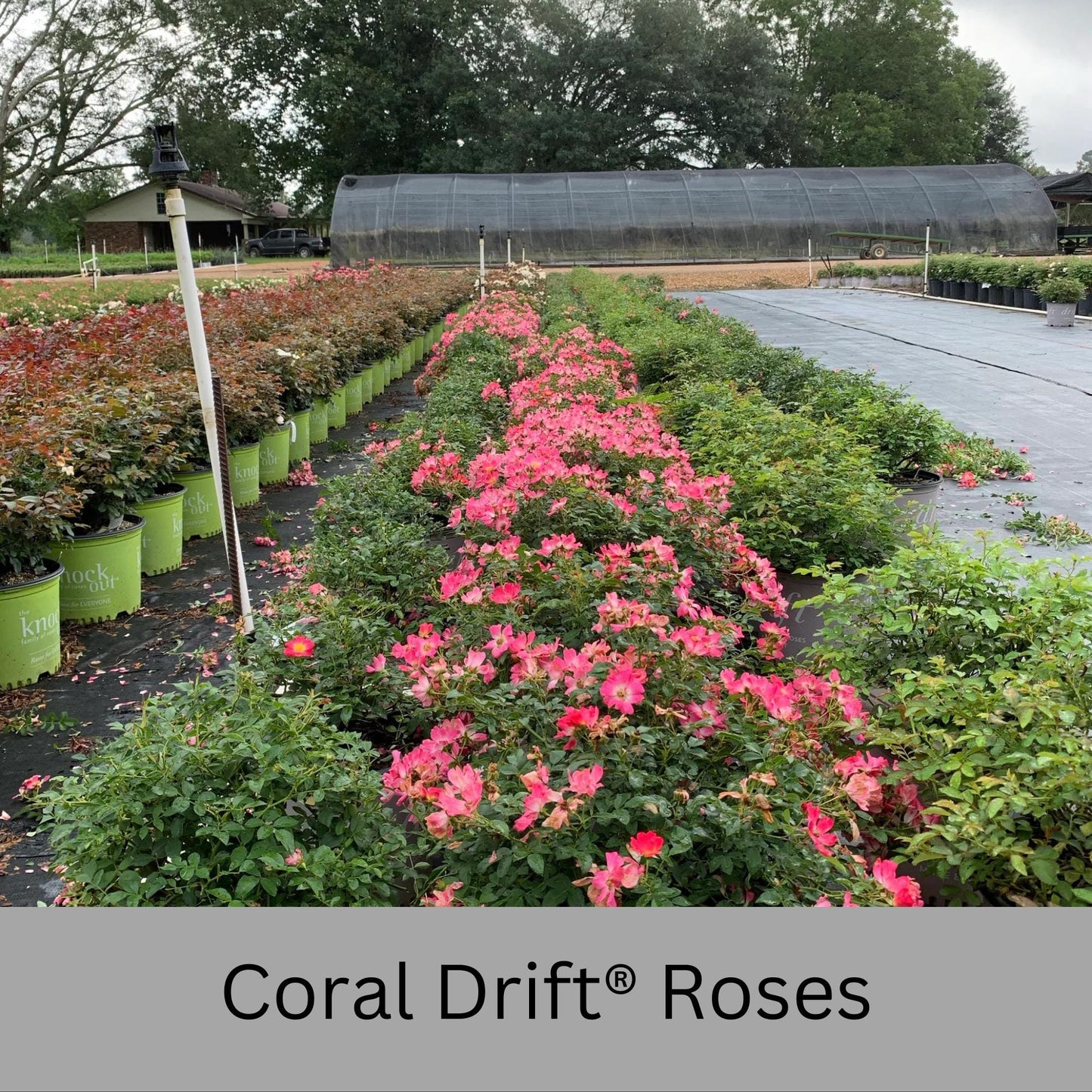 Coral DRIFT® ROSES | Groundcover Creeping Roses | Quart Sizes | Sun Loving Fast Growing and Disease Resistant Roses