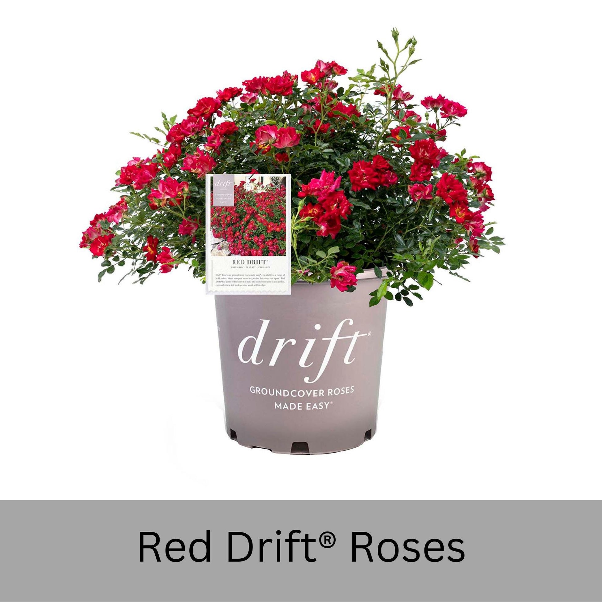 Red DRIFT® ROSES | Groundcover Creeping Roses | Quart Sizes | Sun Loving Fast Growing and Disease Resistant Roses