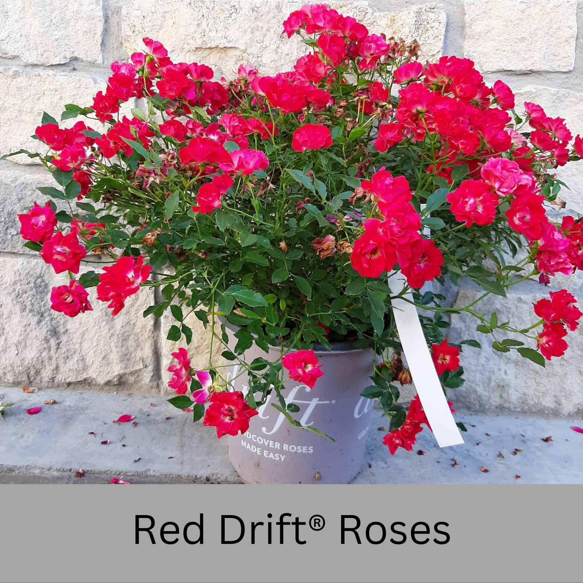 Red DRIFT® ROSES | Groundcover Creeping Roses | Quart Sizes | Sun Loving Fast Growing and Disease Resistant Roses