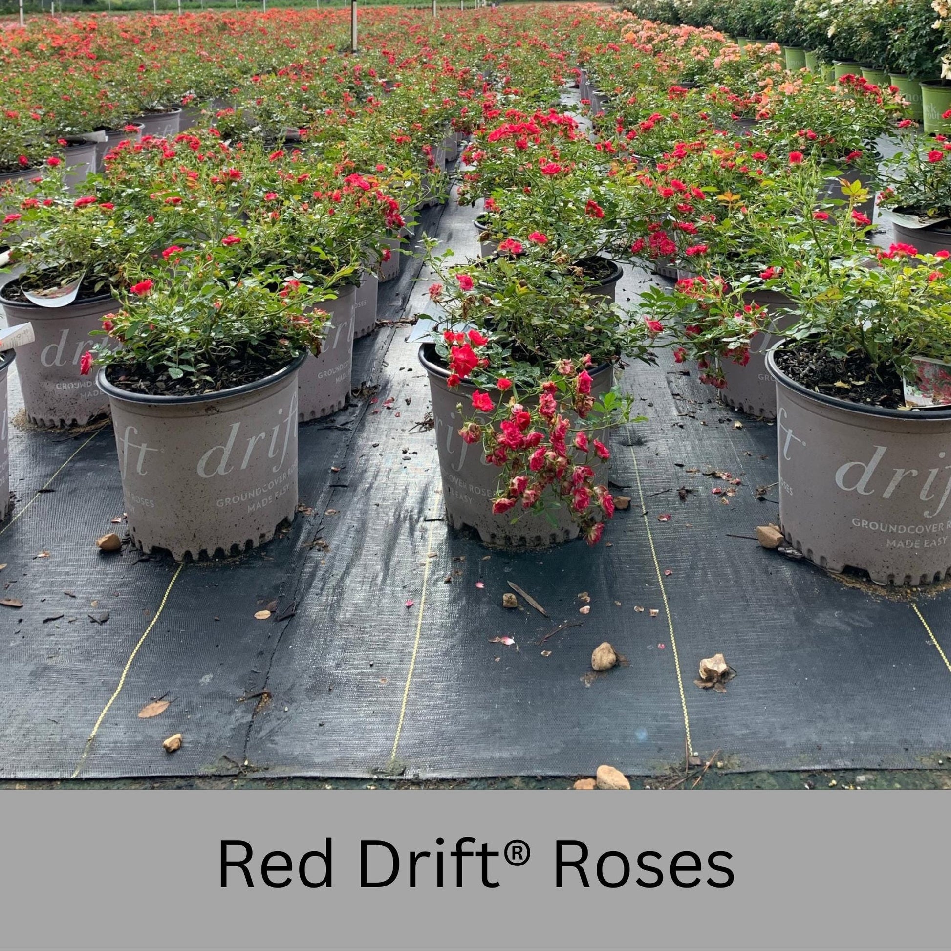 Red DRIFT® ROSES | Groundcover Creeping Roses | Quart Sizes | Sun Loving Fast Growing and Disease Resistant Roses