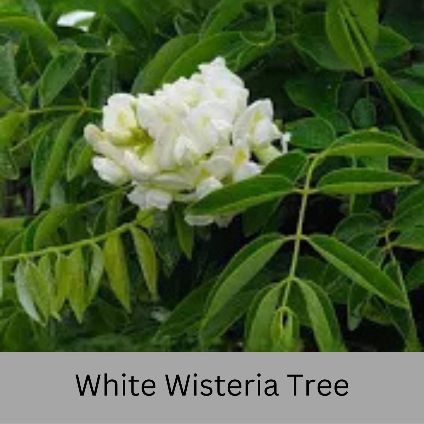 Fragrant White Wisteria Tree | 1 Gallon Size Pots | Free Shipping - Fast Growing Plant, Easy to Grow!