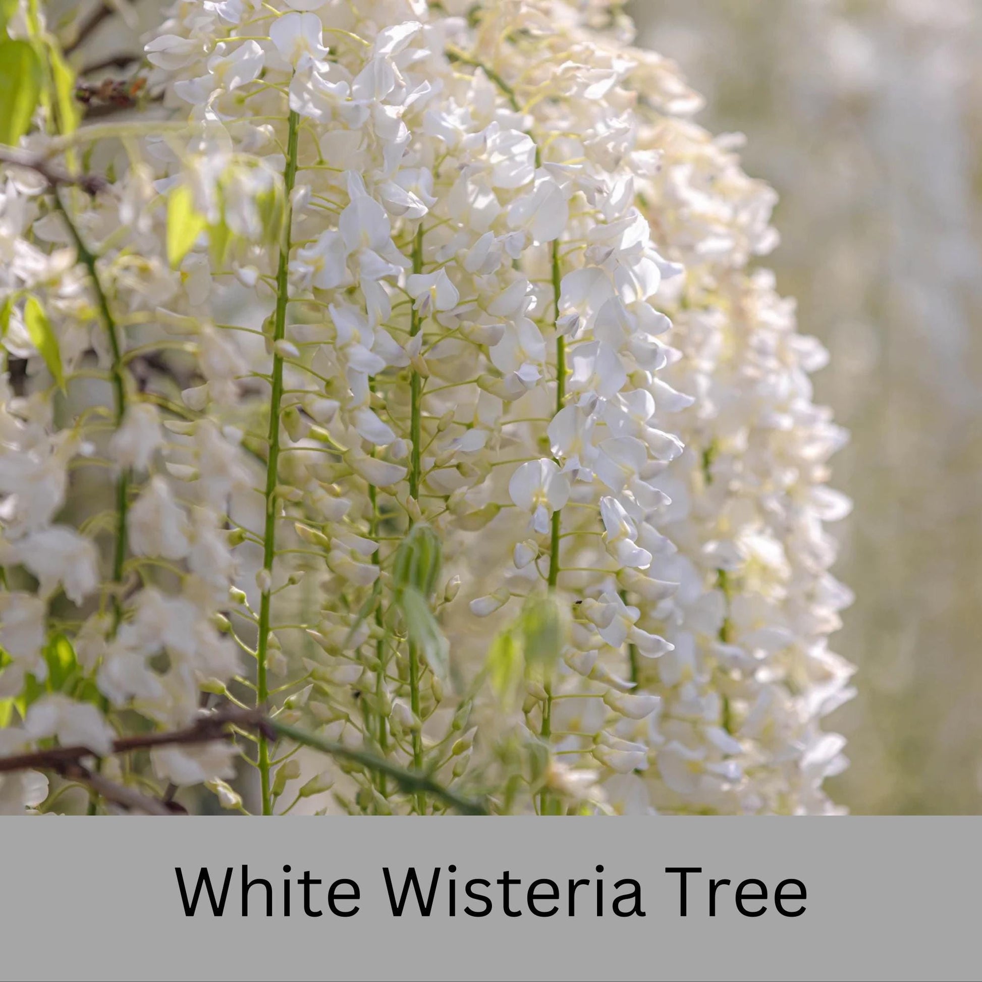 Fragrant White Wisteria Tree | 1 Gallon Size Pots | Free Shipping - Fast Growing Plant, Easy to Grow!