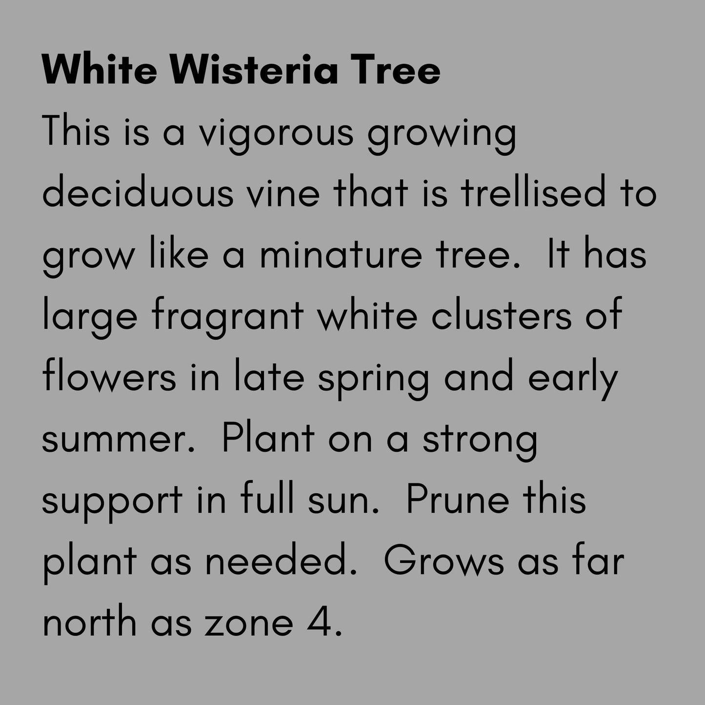 Fragrant White Wisteria Tree | 1 Gallon Size Pots | Free Shipping - Fast Growing Plant, Easy to Grow!