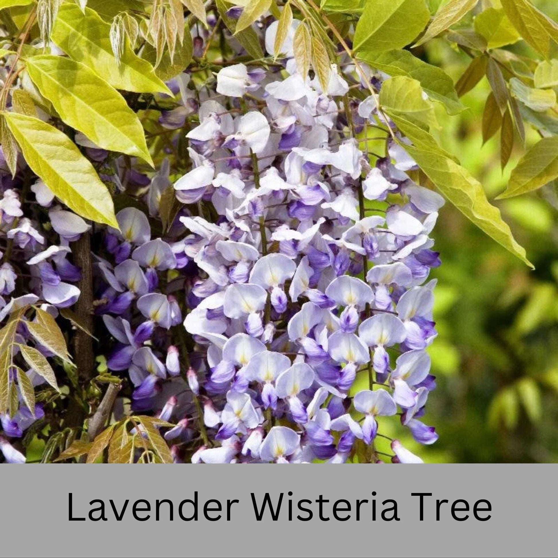 Lavender WISTERIA TREE - Lavender Blue Flowers - 3 Sizes To Choose From!