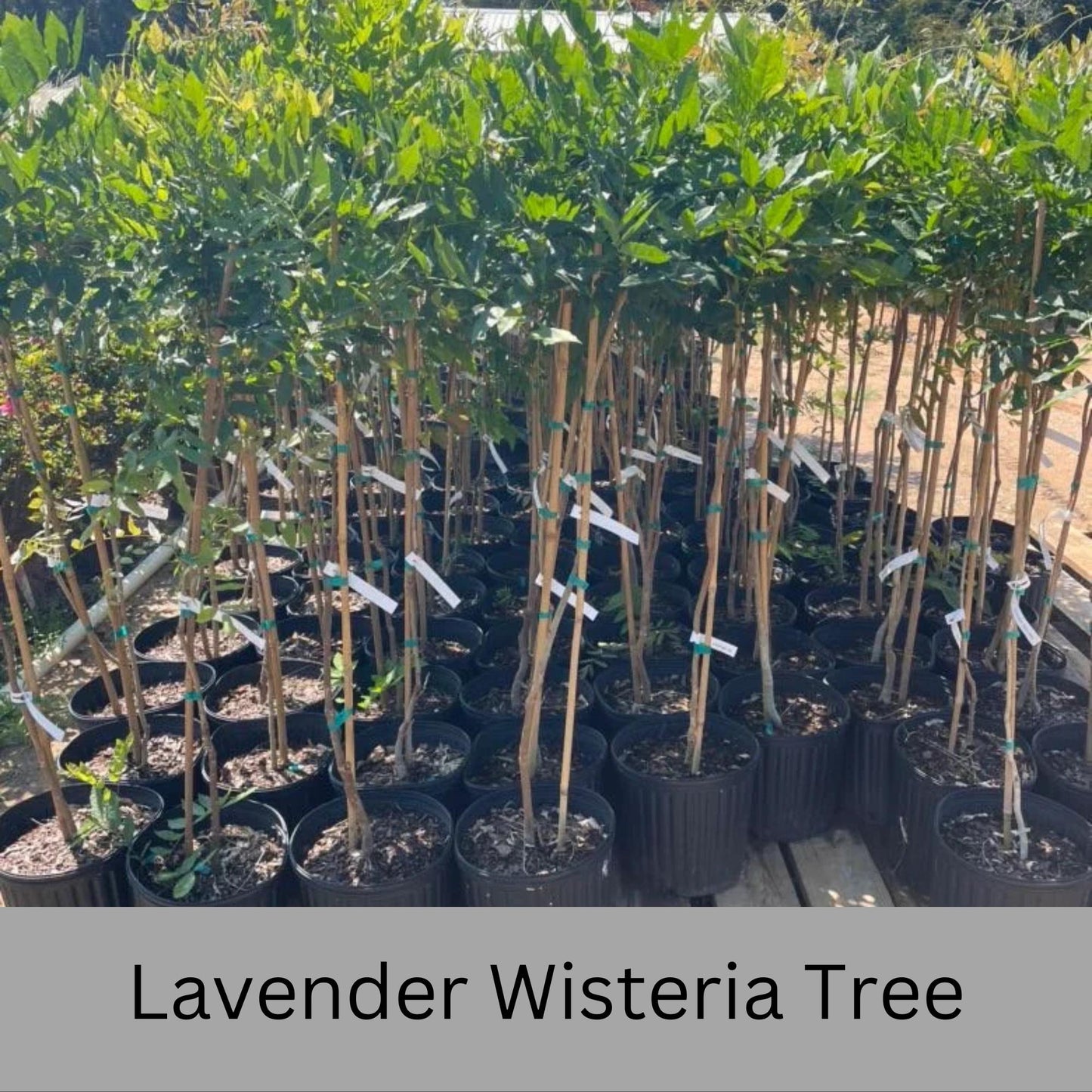 Lavender WISTERIA TREE - Lavender Blue Flowers - 3 Sizes To Choose From!