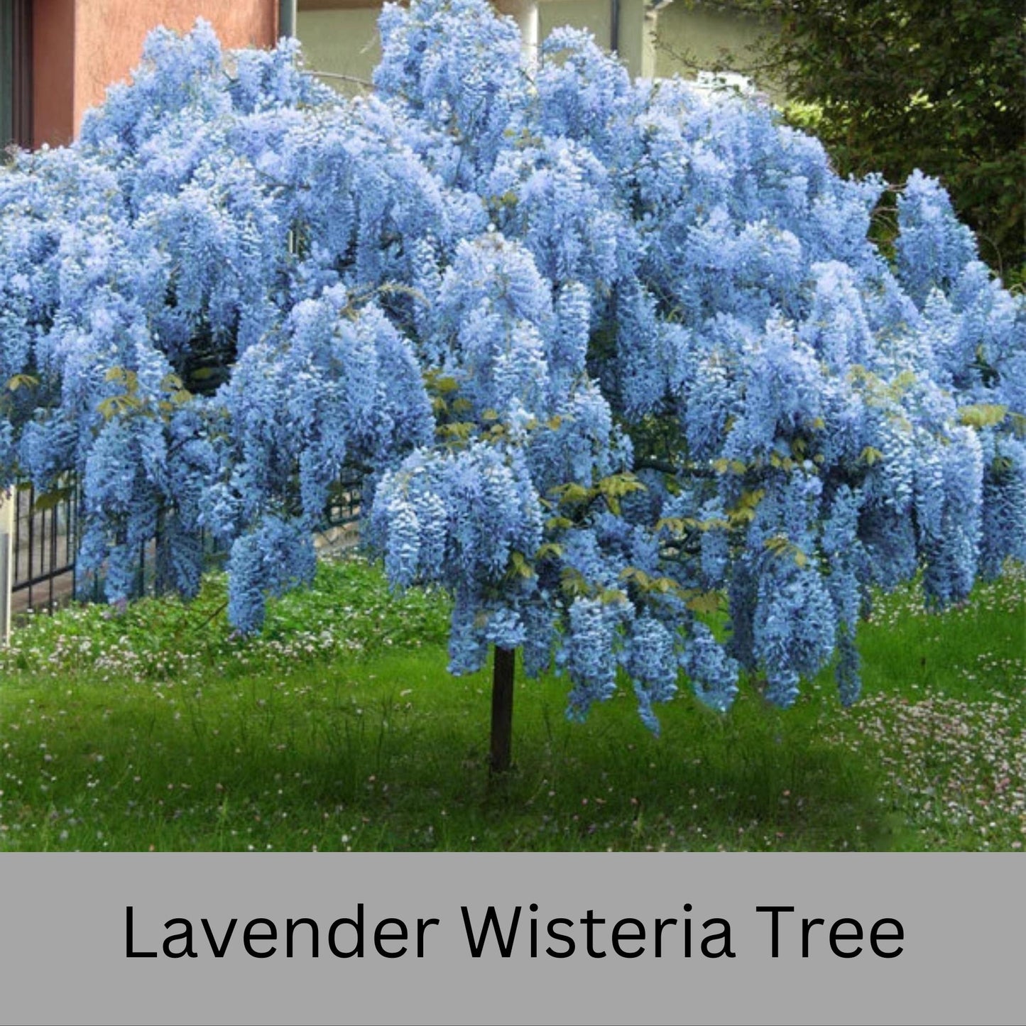 Lavender WISTERIA TREE - Lavender Blue Flowers - 3 Sizes To Choose From!