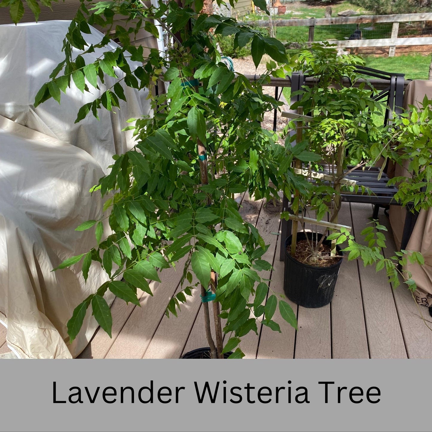 Lavender WISTERIA TREE - Lavender Blue Flowers - 3 Sizes To Choose From!